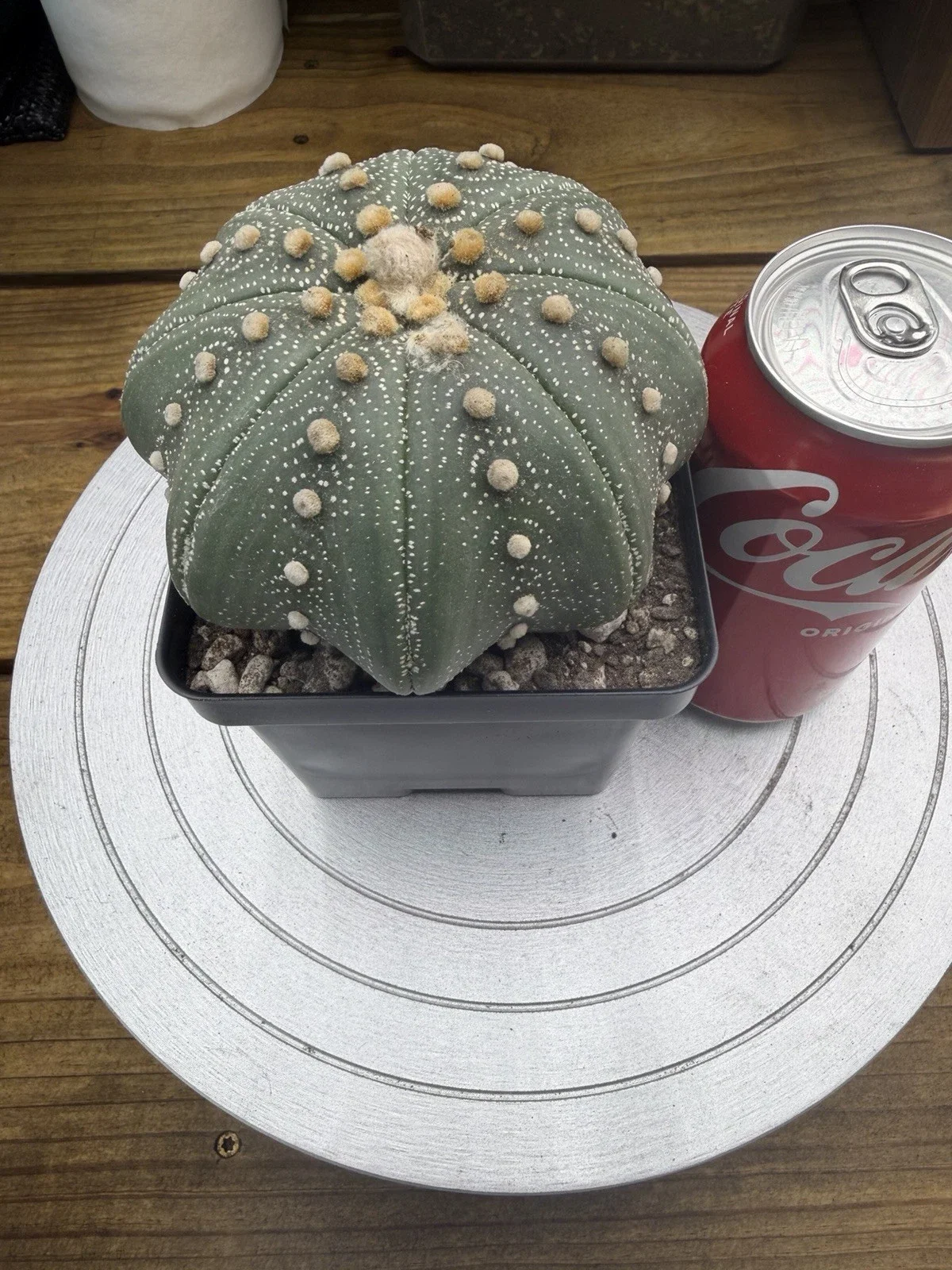 s-l1600.webp