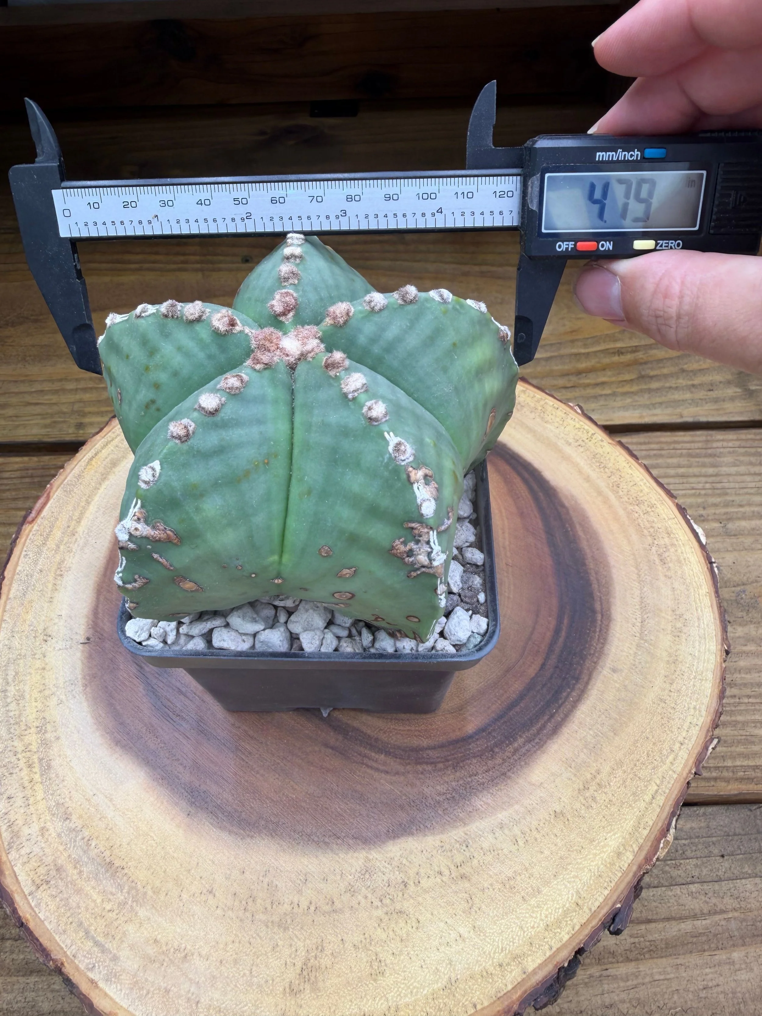 08.jpg