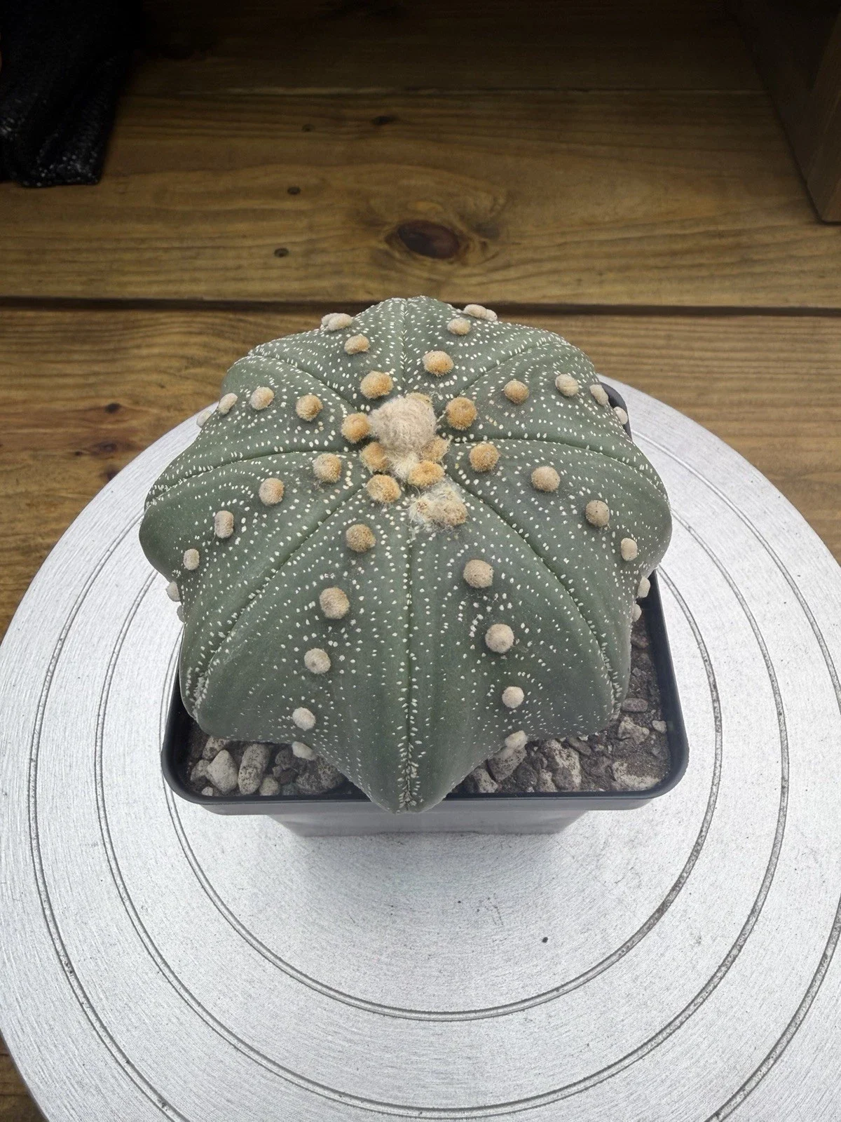 s-l1600 (2).webp
