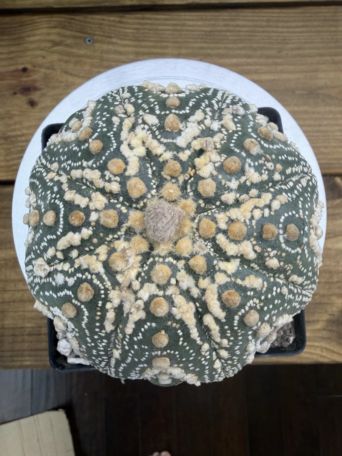 s-l1600 (8).webp