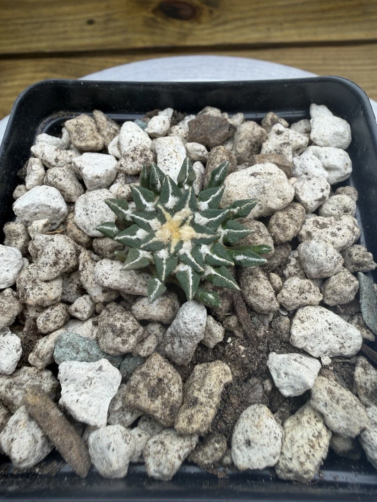 s-l1600 (15).webp