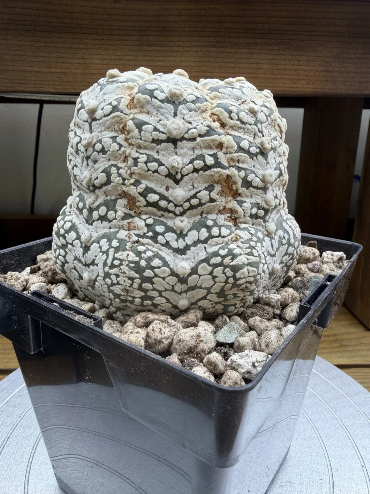 s-l1600 (51).webp
