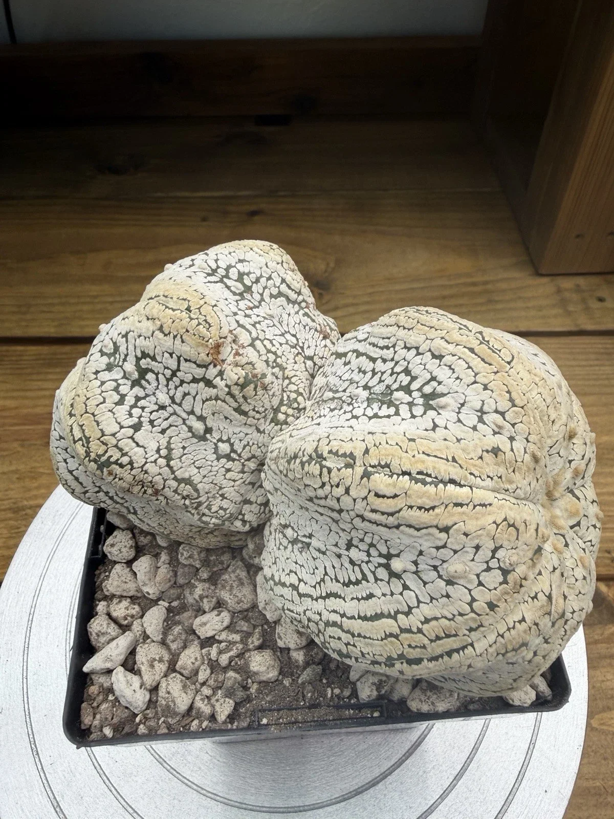 s-l1600 (18).webp