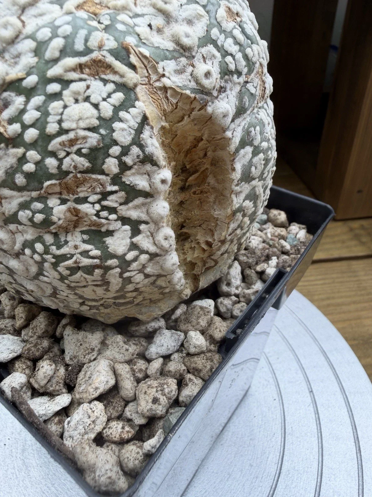 s-l1600 (42).webp