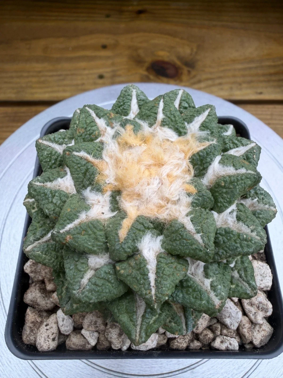 s-l1600 (22).webp