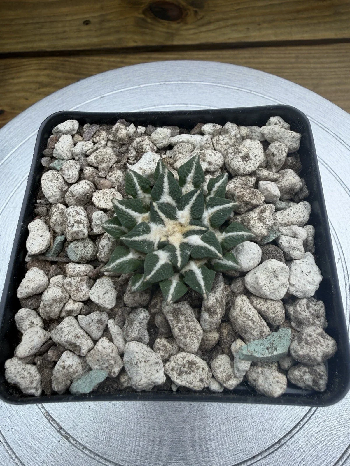 s-l1600 (9).webp