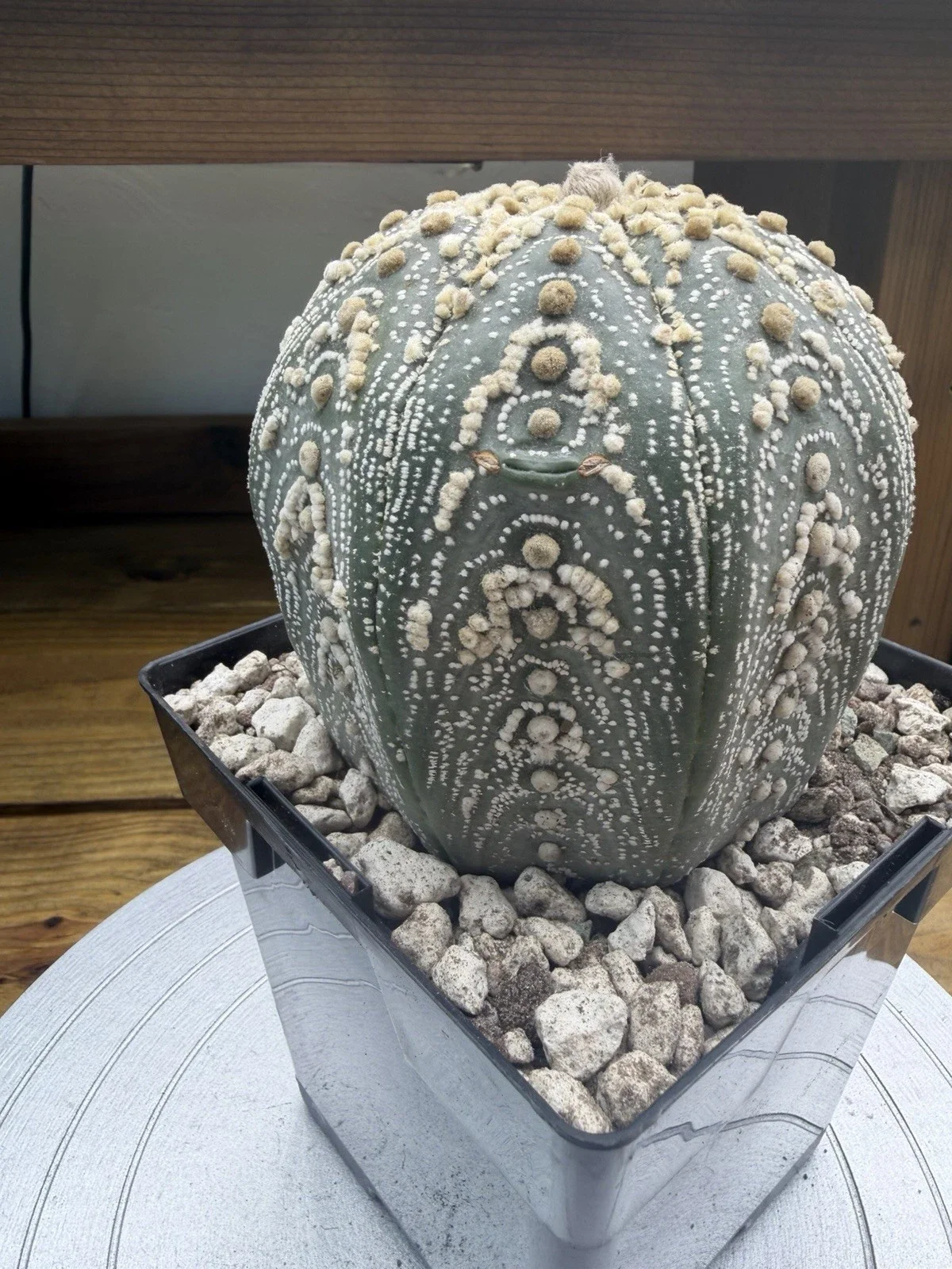 s-l1600 (5).webp