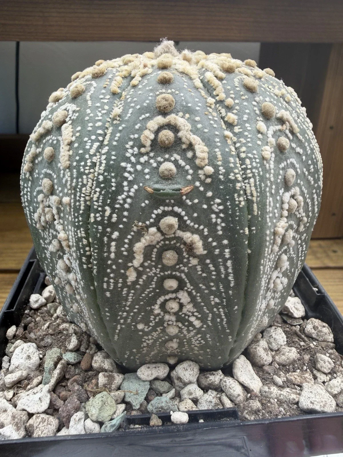 s-l1600 (7).webp