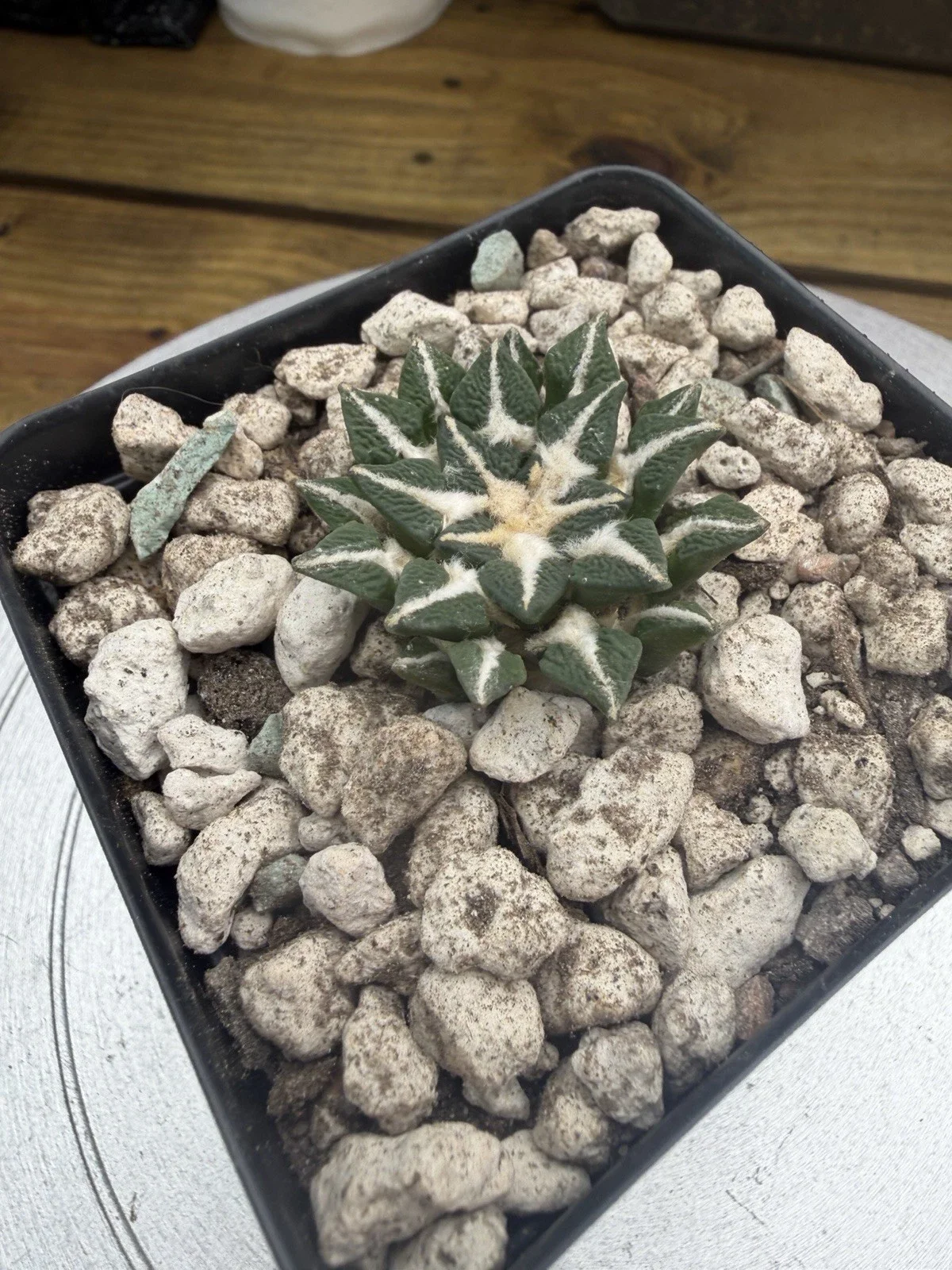 s-l1600 (12).webp