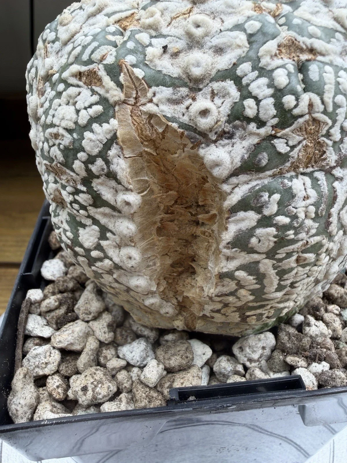 s-l1600 (43).webp