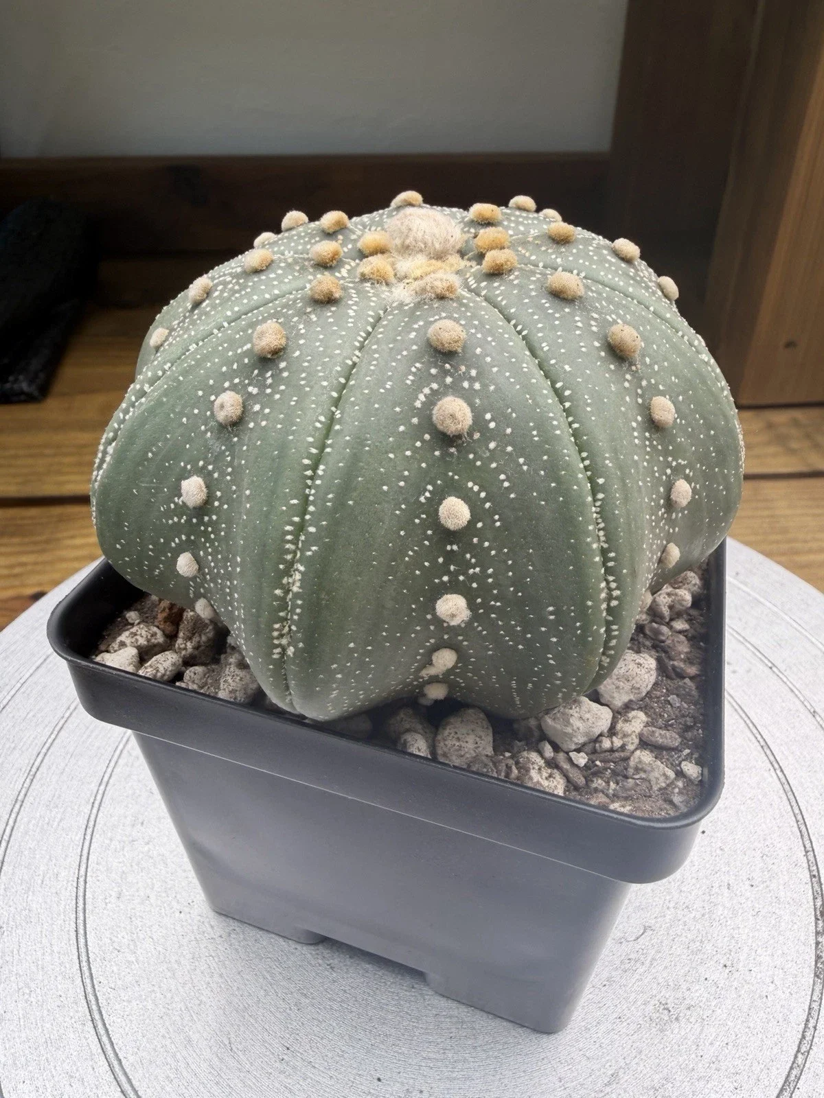 s-l1600 (7).webp