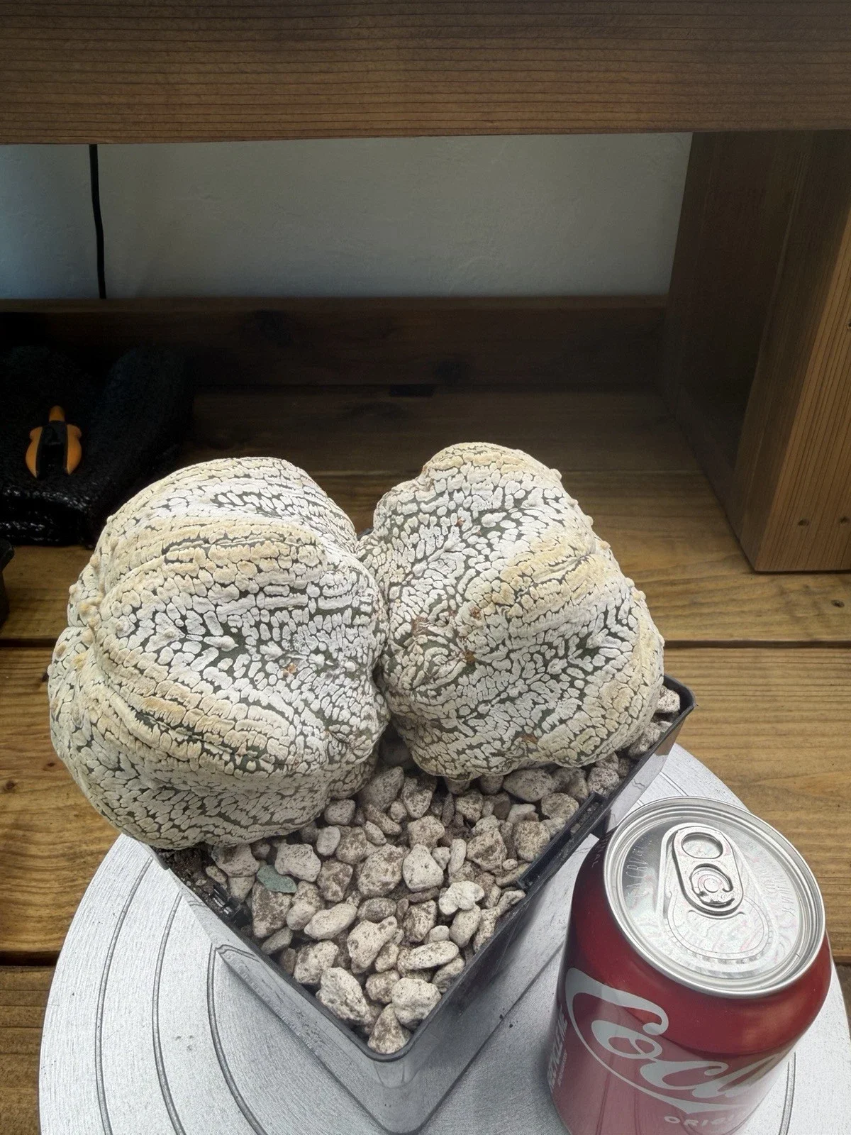 s-l1600 (10).webp