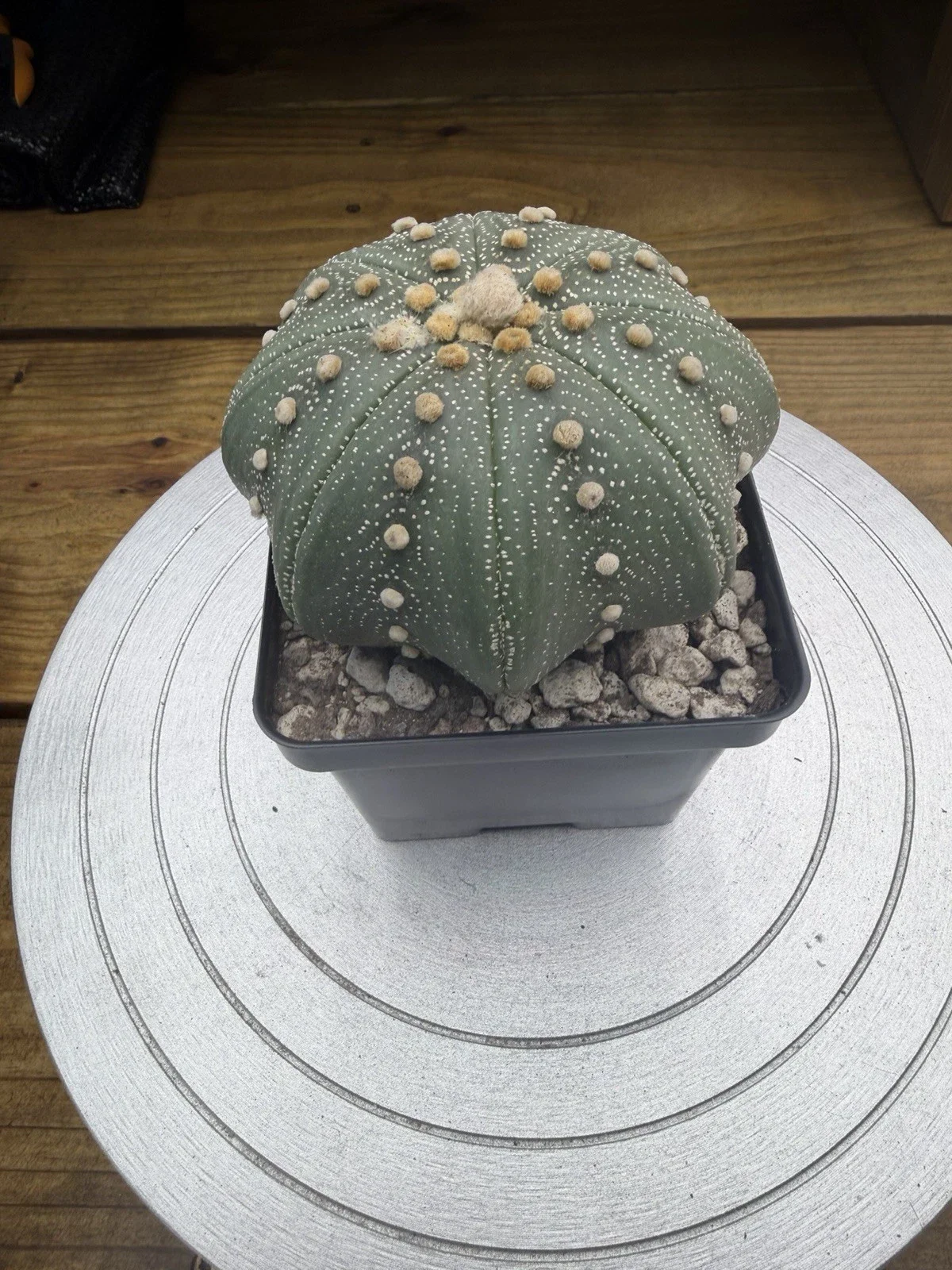 s-l1600 (3).webp