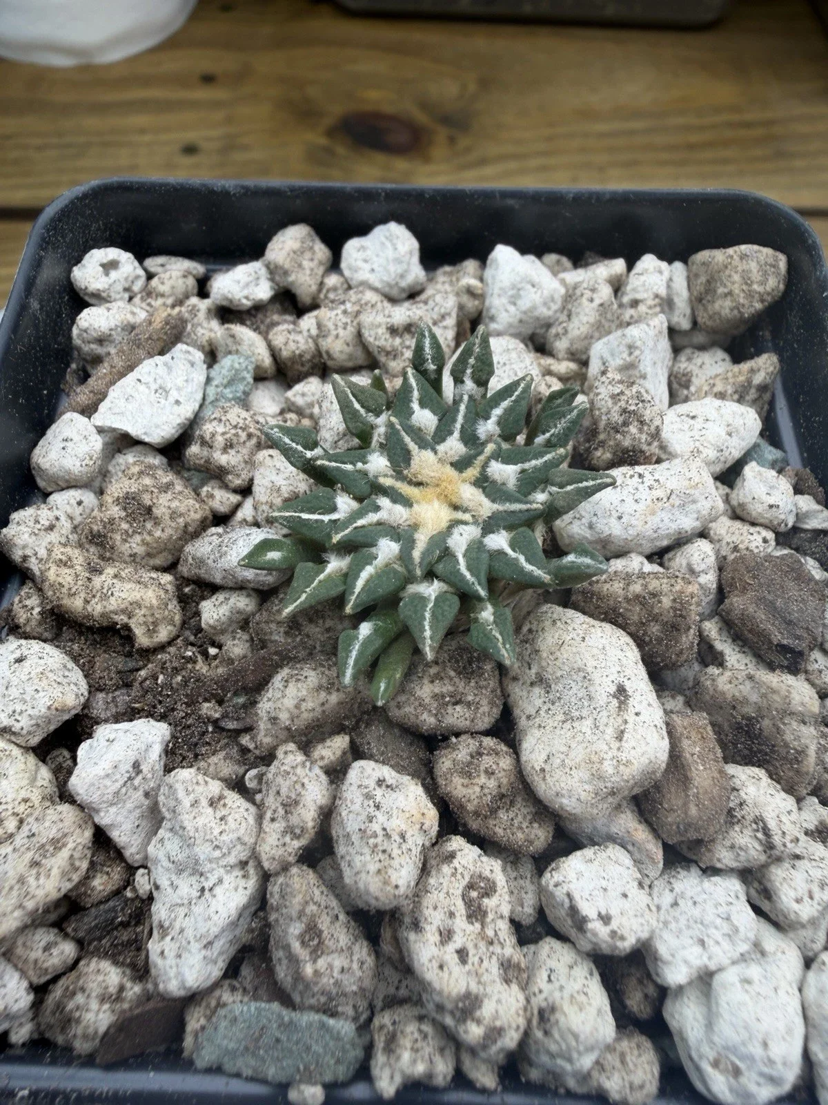 s-l1600 (16).webp