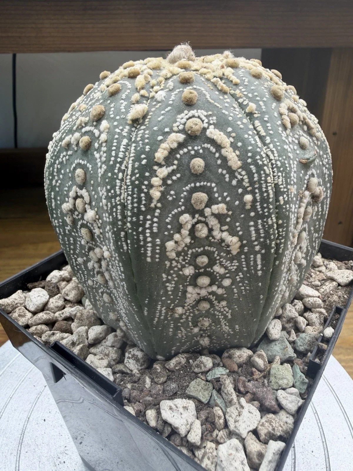 s-l1600 (6).webp