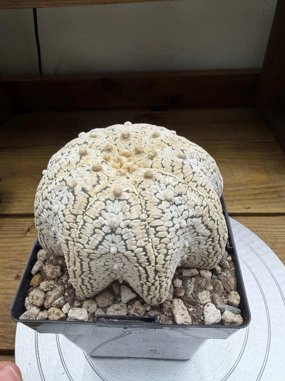 s-l1600 (26).webp