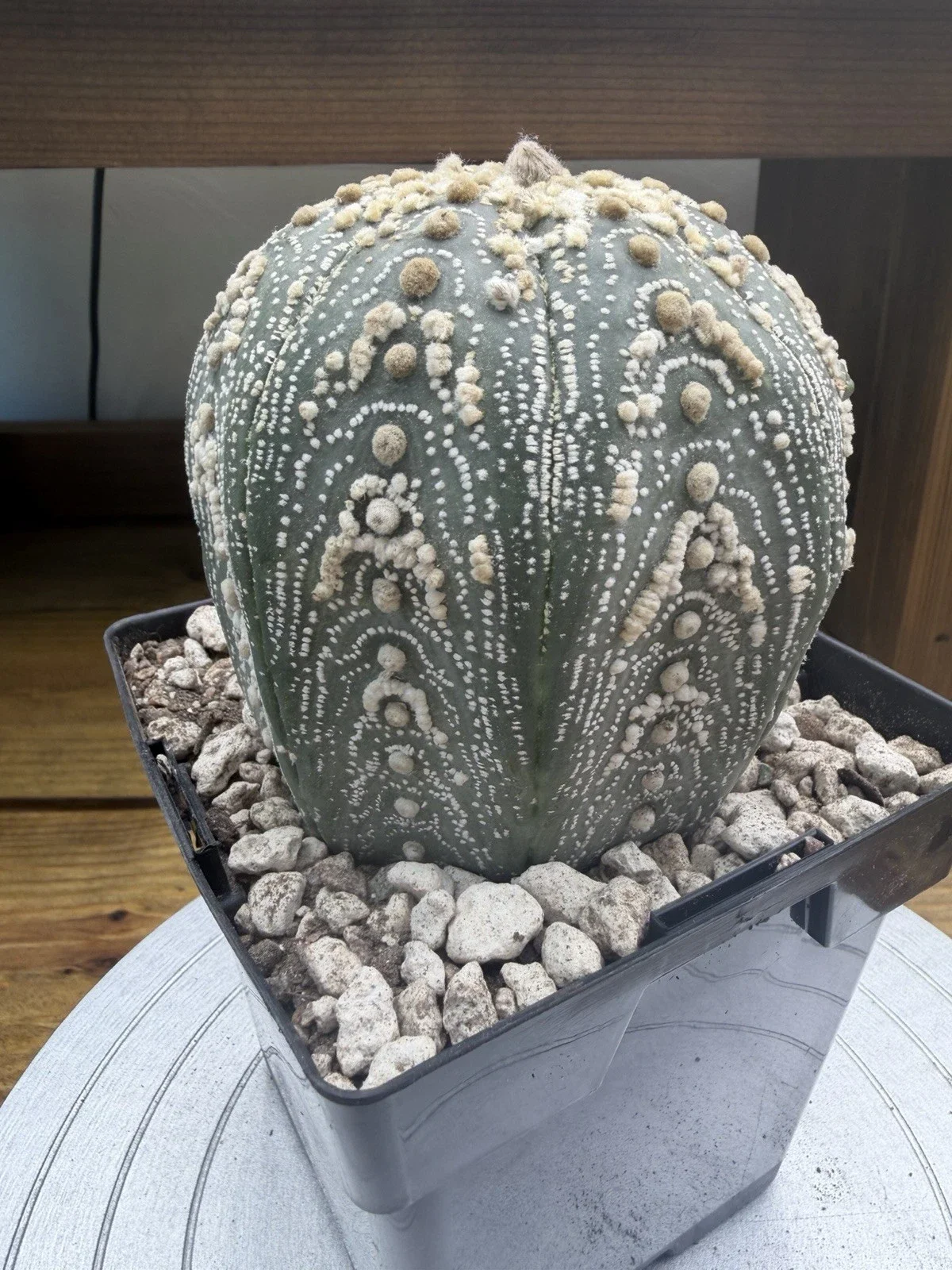 s-l1600 (4).webp