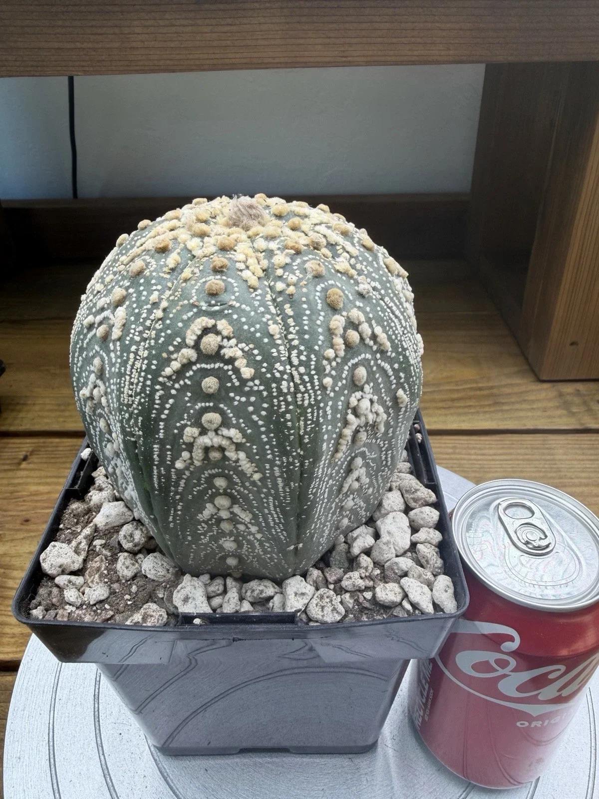s-l1600.webp