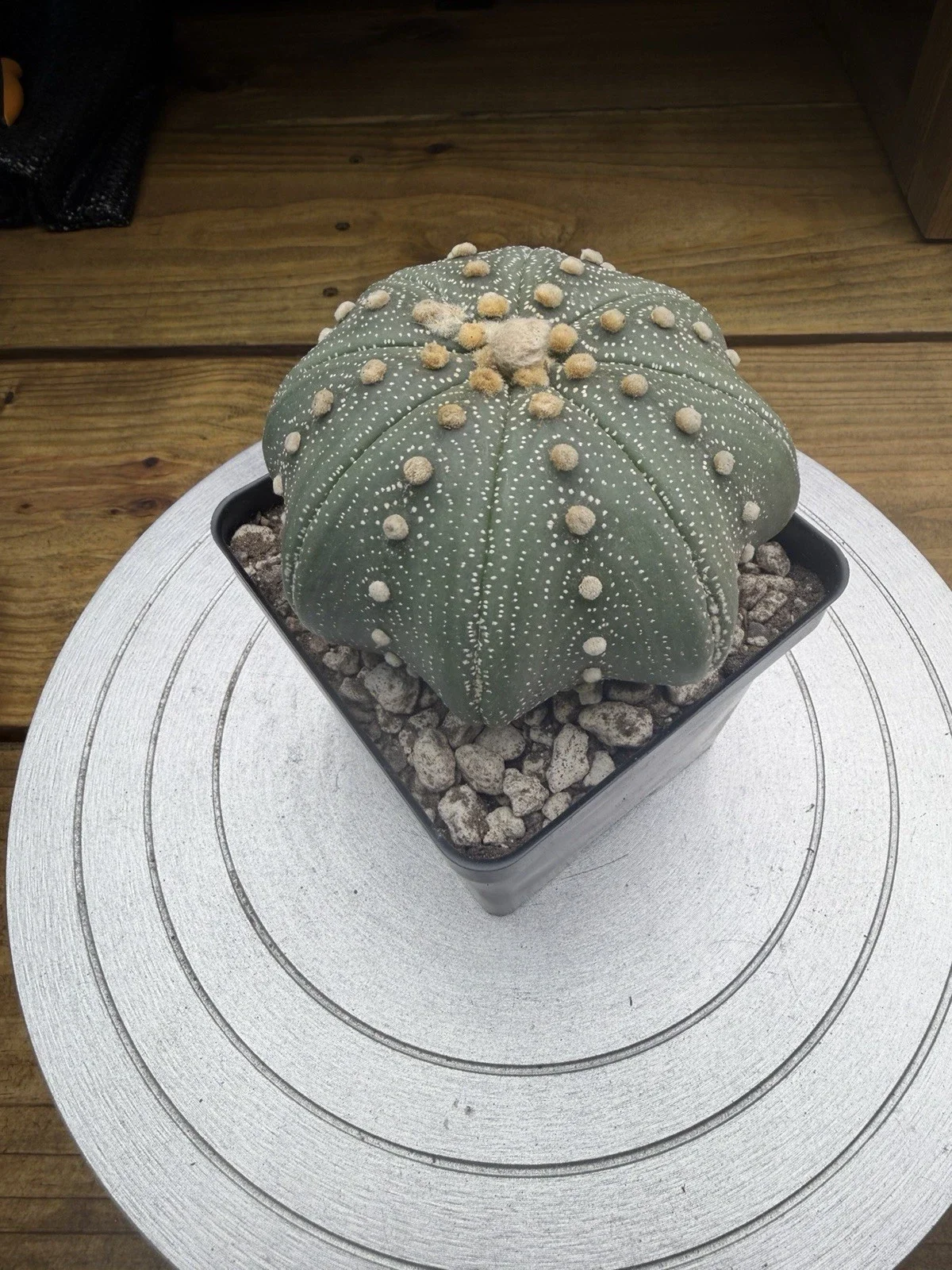 s-l1600 (4).webp