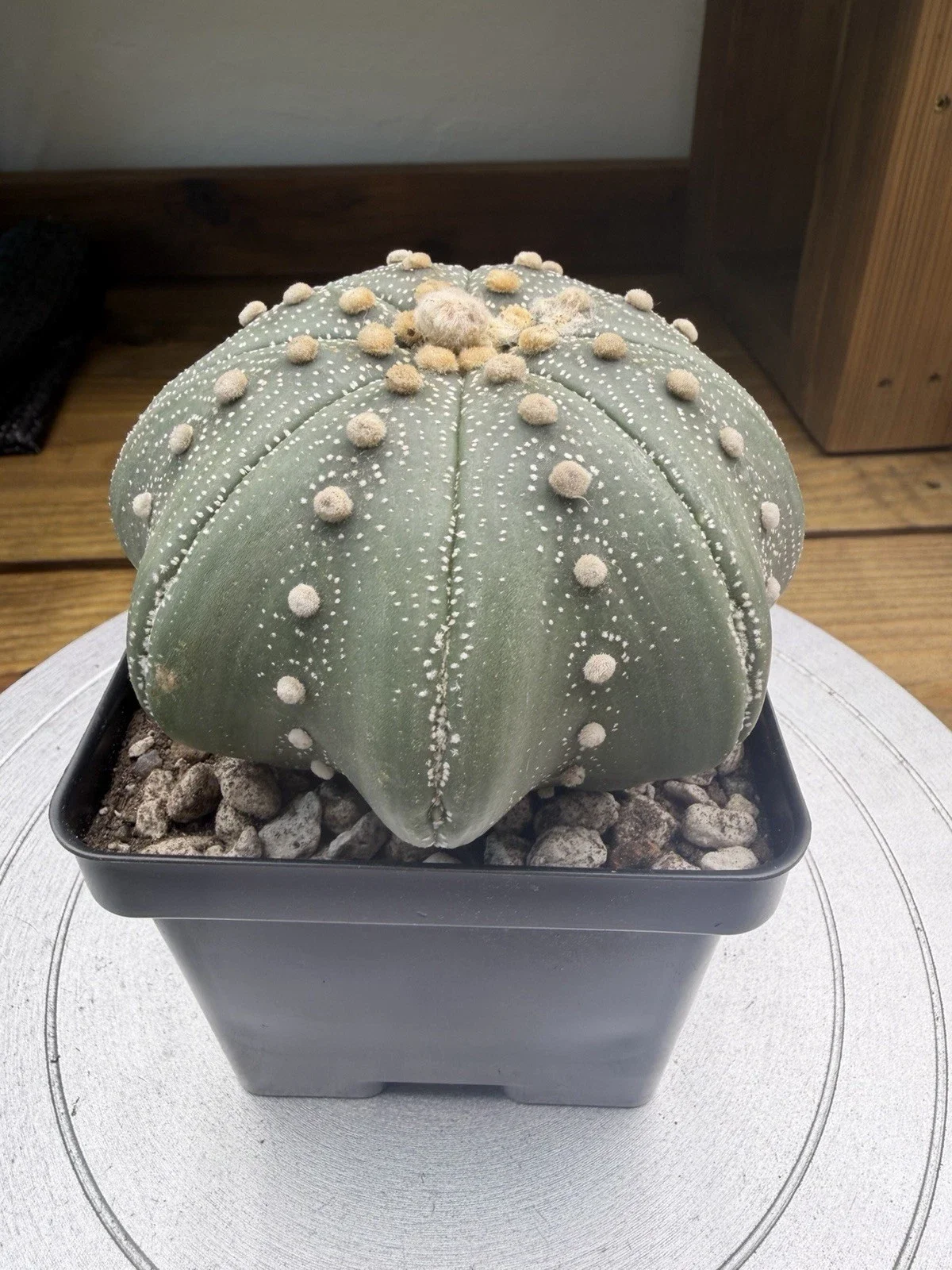 s-l1600 (6).webp