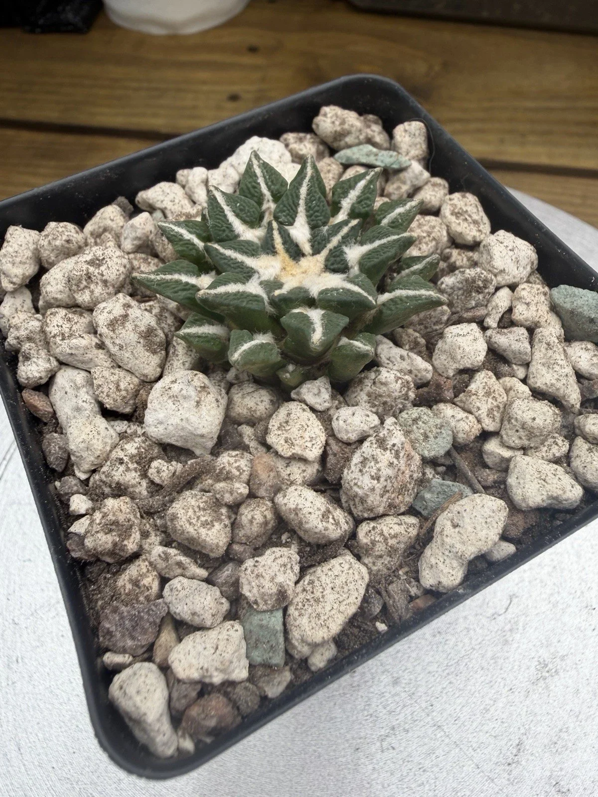 s-l1600 (13).webp