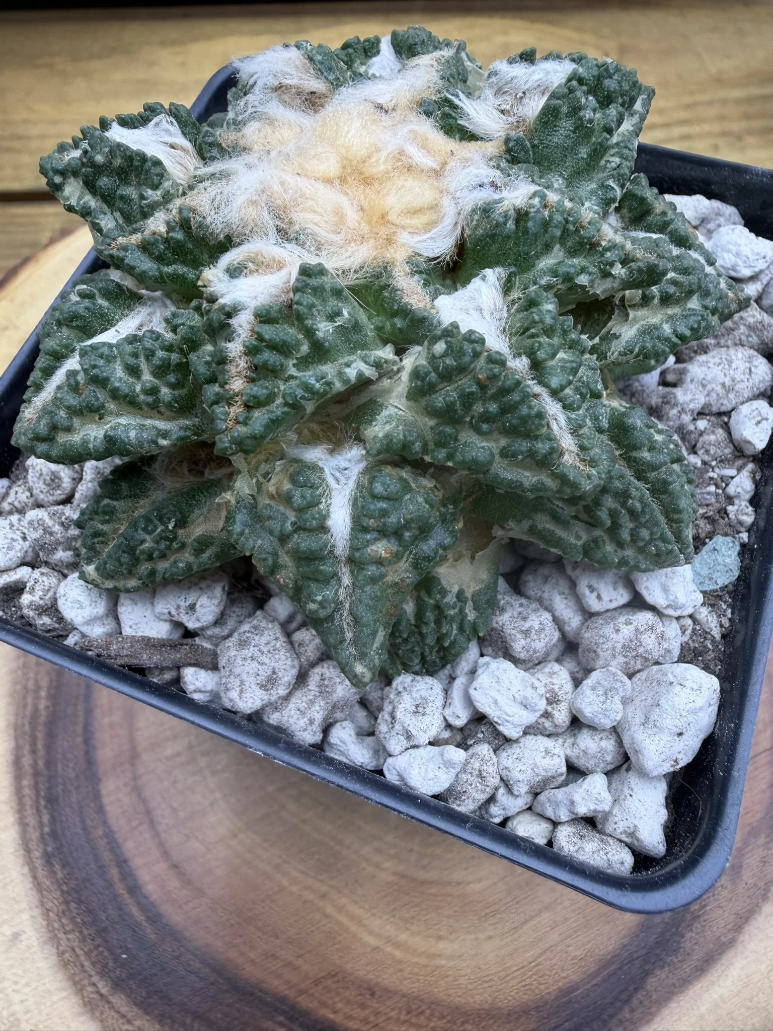 IMG_2741.JPEG