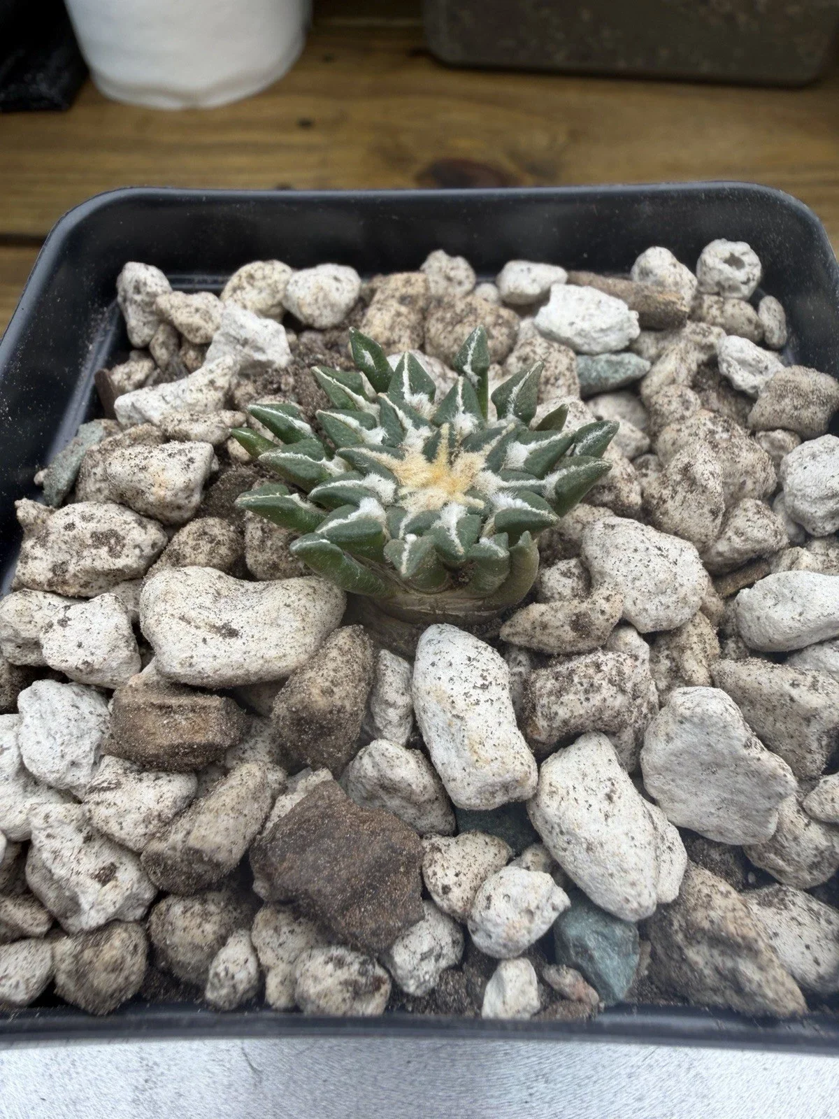 s-l1600 (17).webp