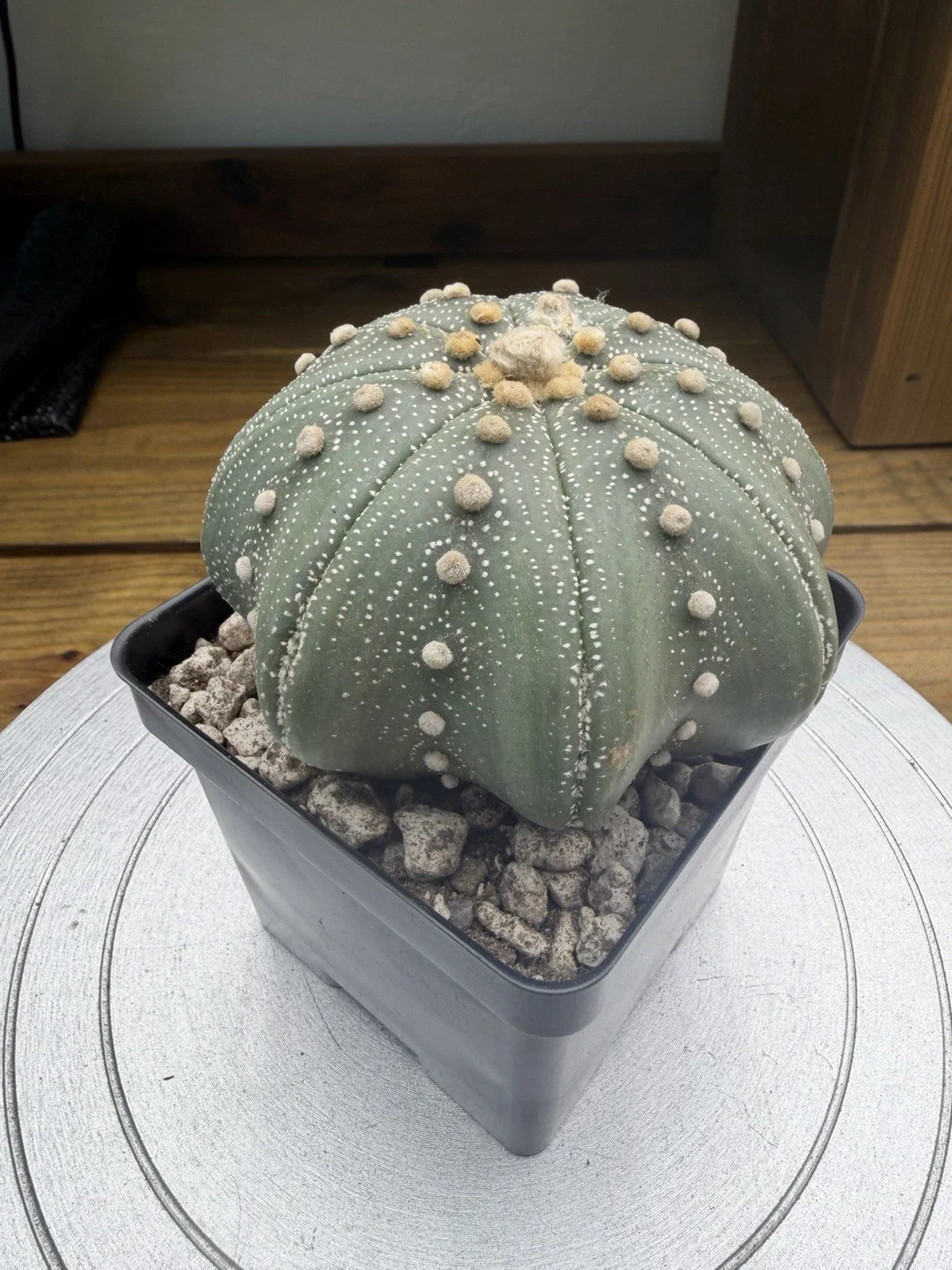 s-l1600 (5).webp