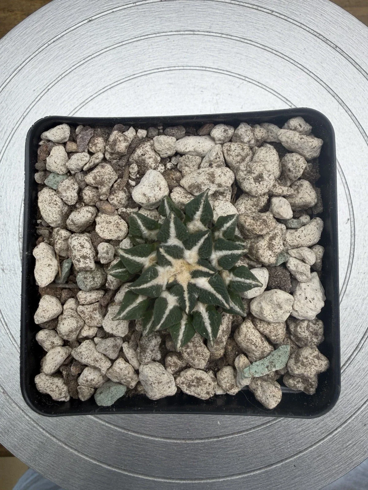 s-l1600 (10).webp
