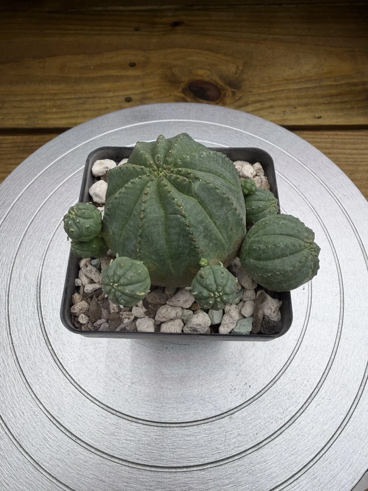 s-l1600 (54).webp
