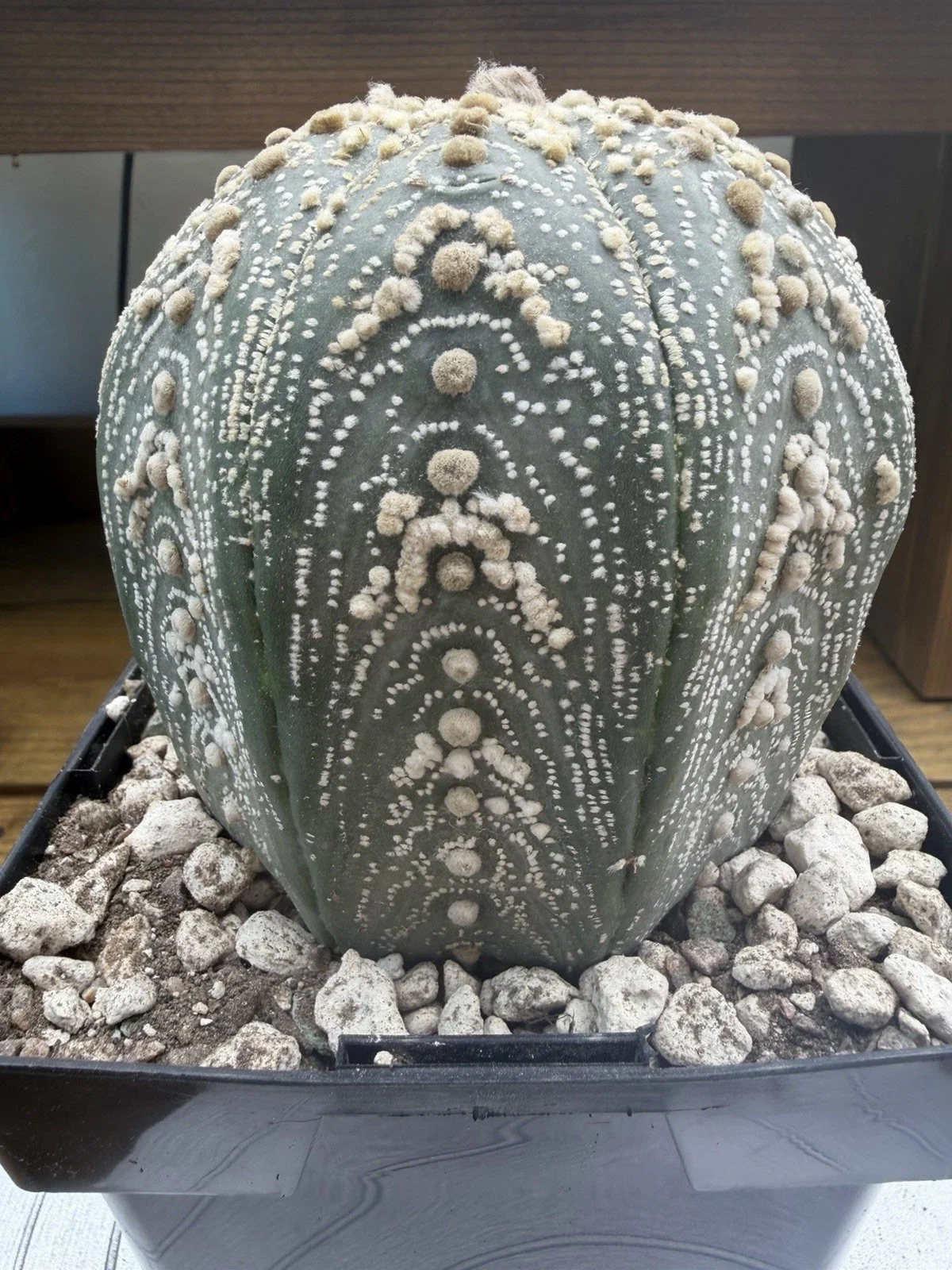 s-l1600 (3).webp