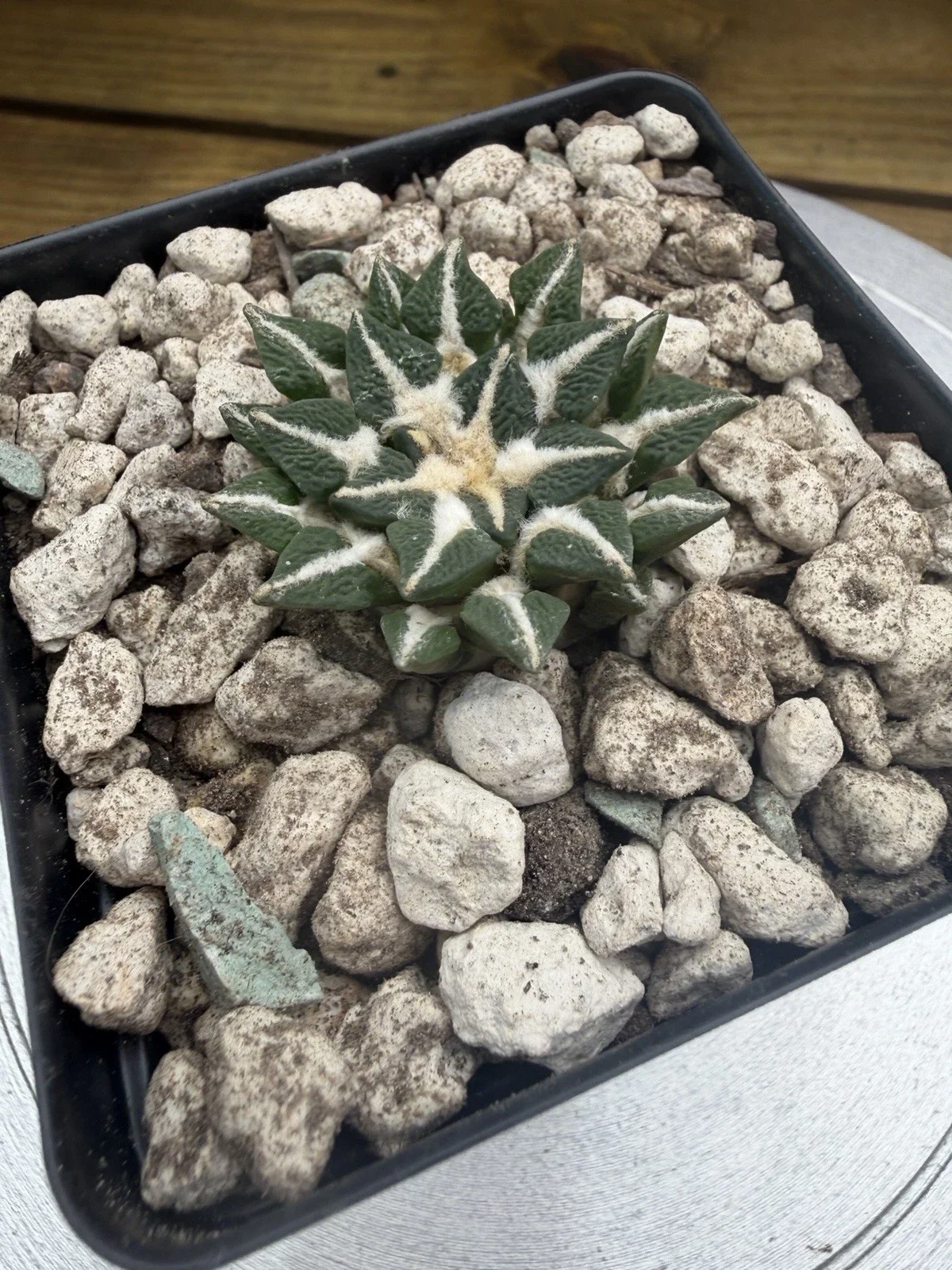 s-l1600 (11).webp