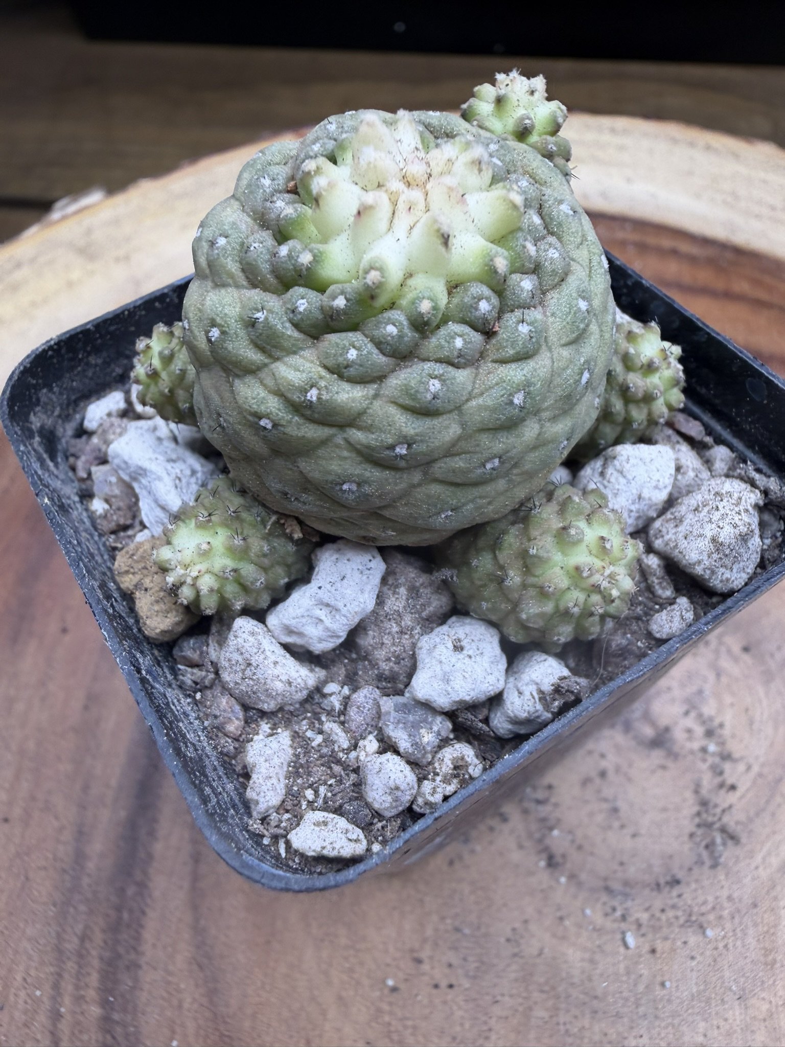 IMG_2934.JPEG