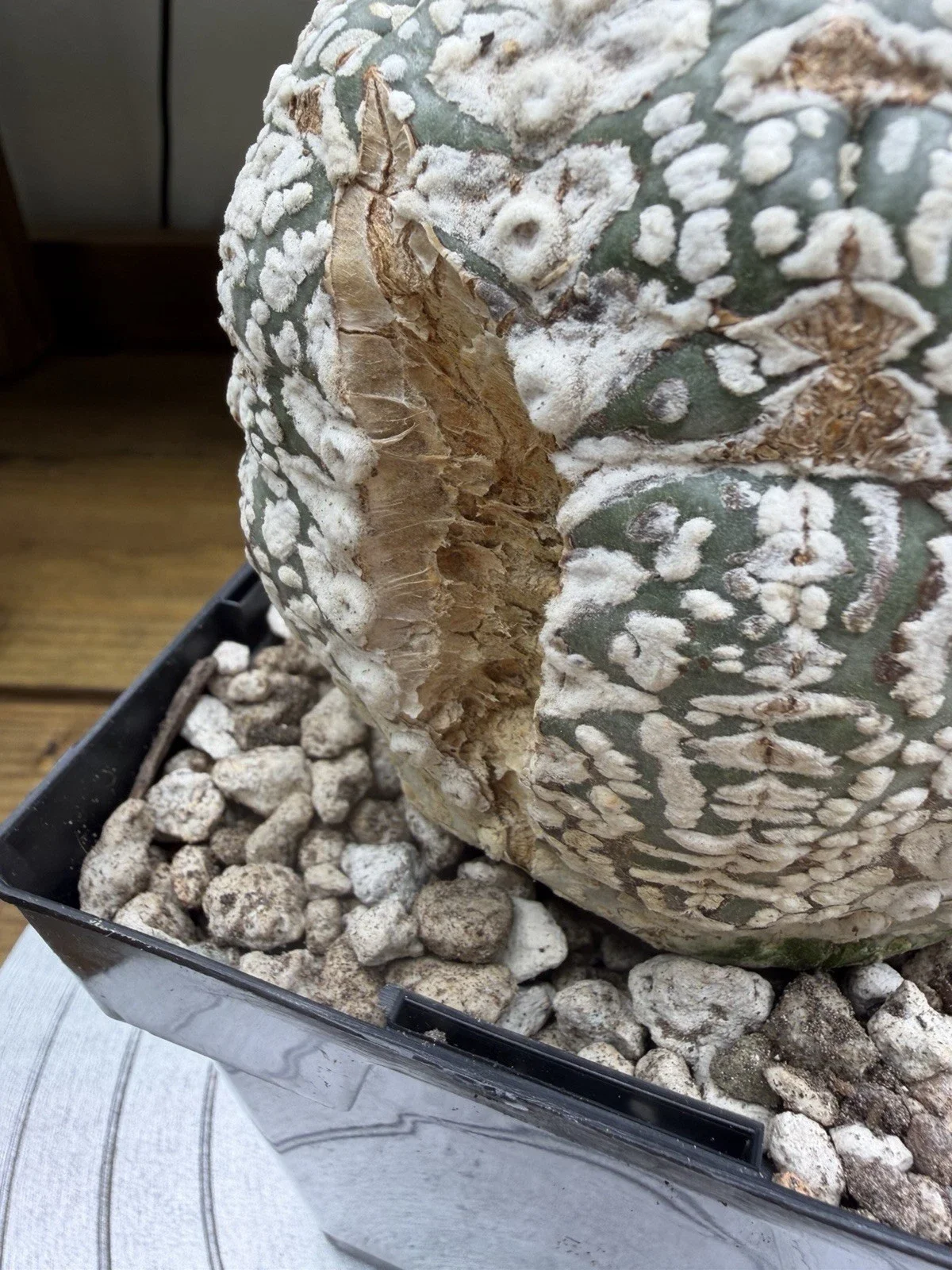 s-l1600 (41).webp