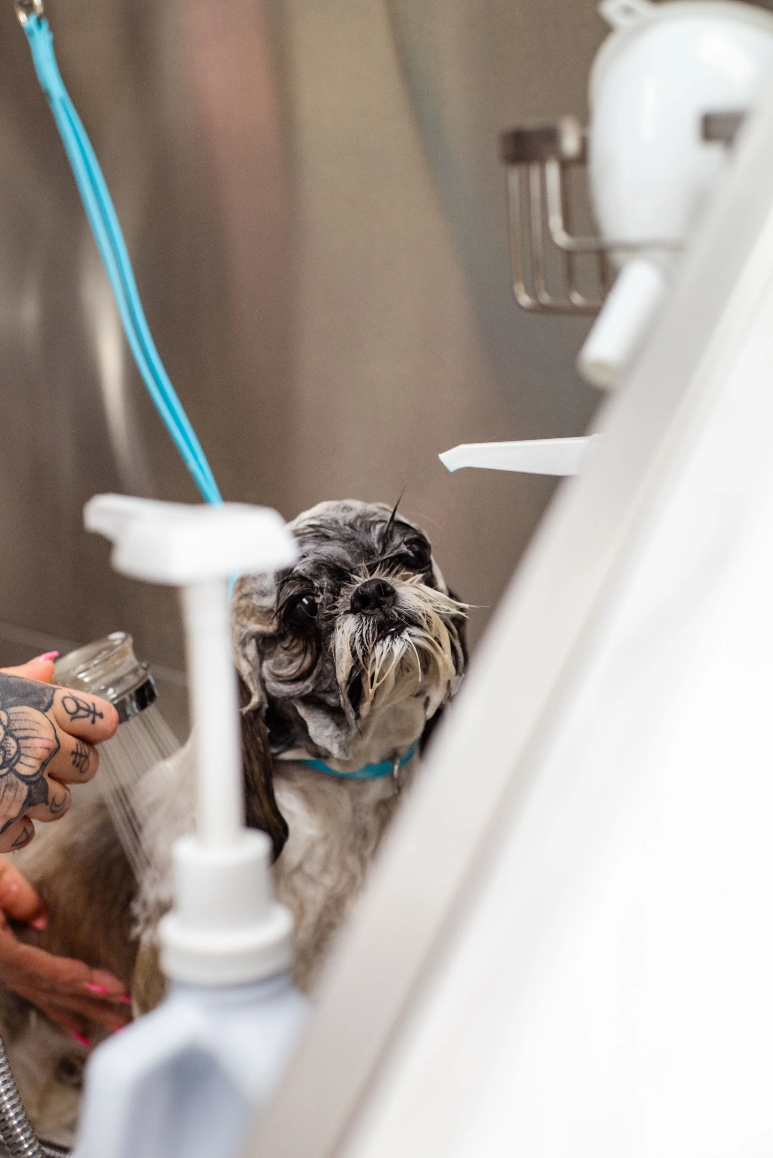 Small dog in a grooming station getting a blow dry, with a person holding a spray bottle nearby.