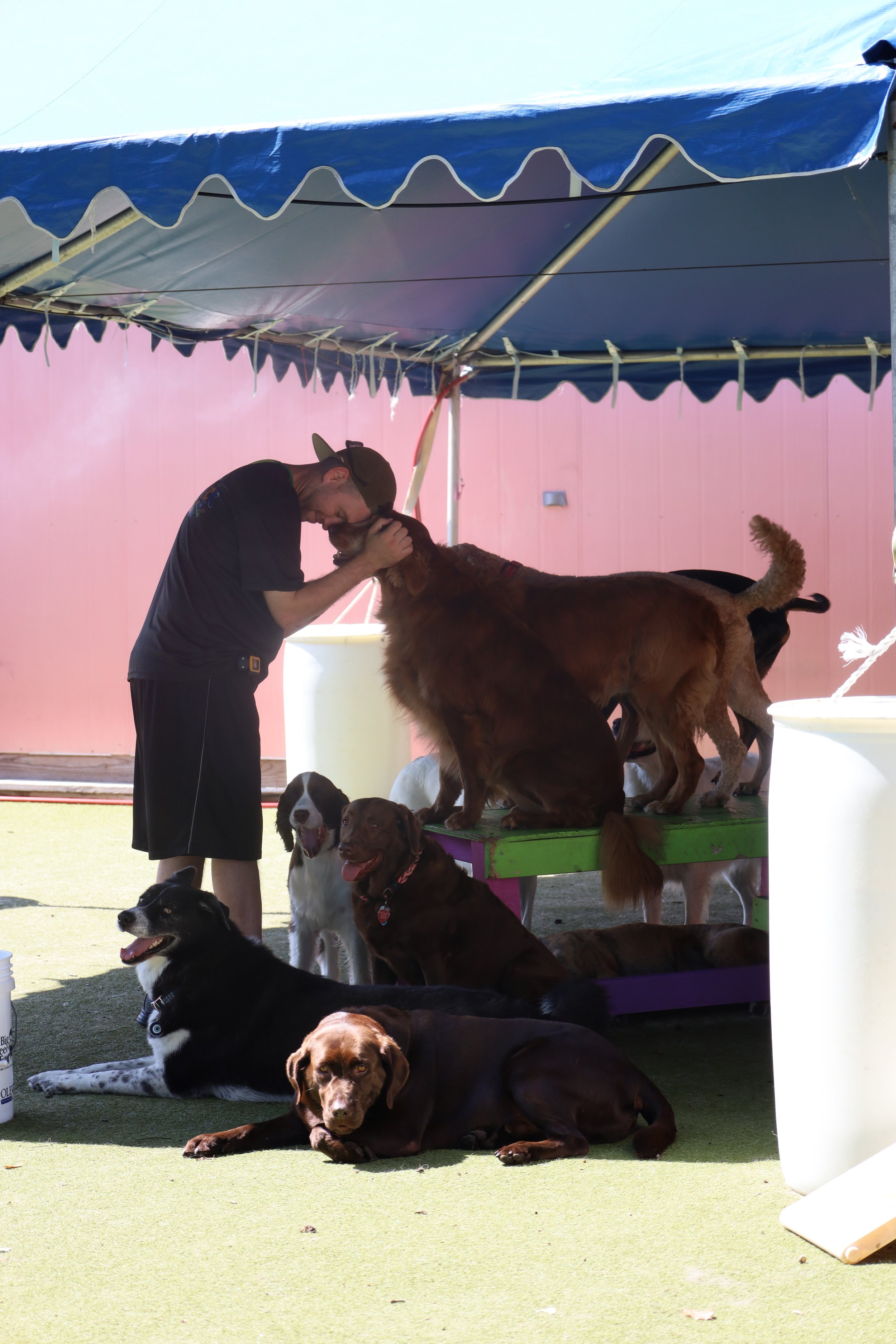 A man petting a large dog on a platform surrounded by multiple dogs resting and sitting on a green flooring, under a blue canopy with a pink wall in the background.