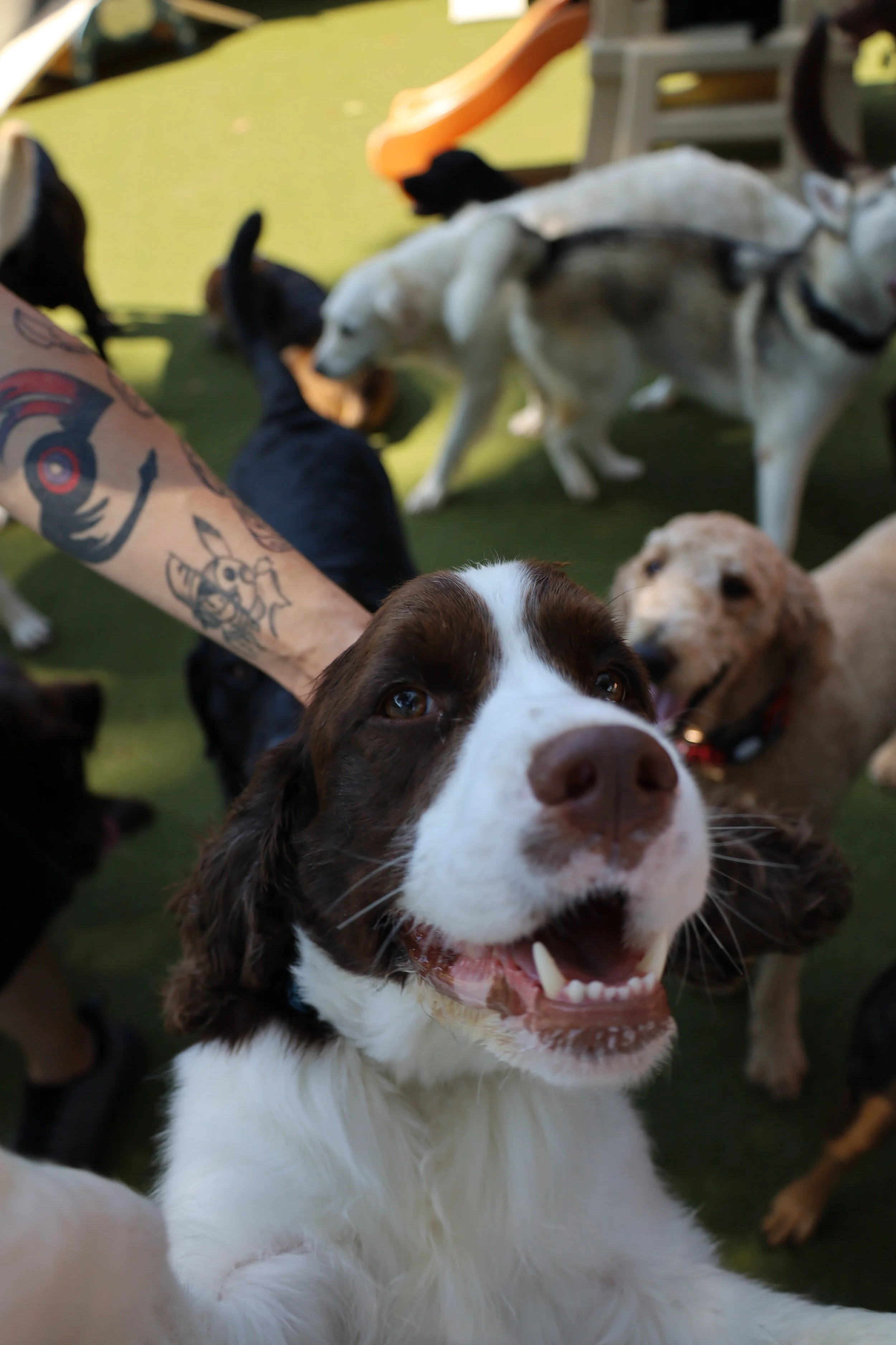 A group of dogs, including an Australian Shepherd with a happy expression, gathered outdoors on green grass, with some humans visible in the background.