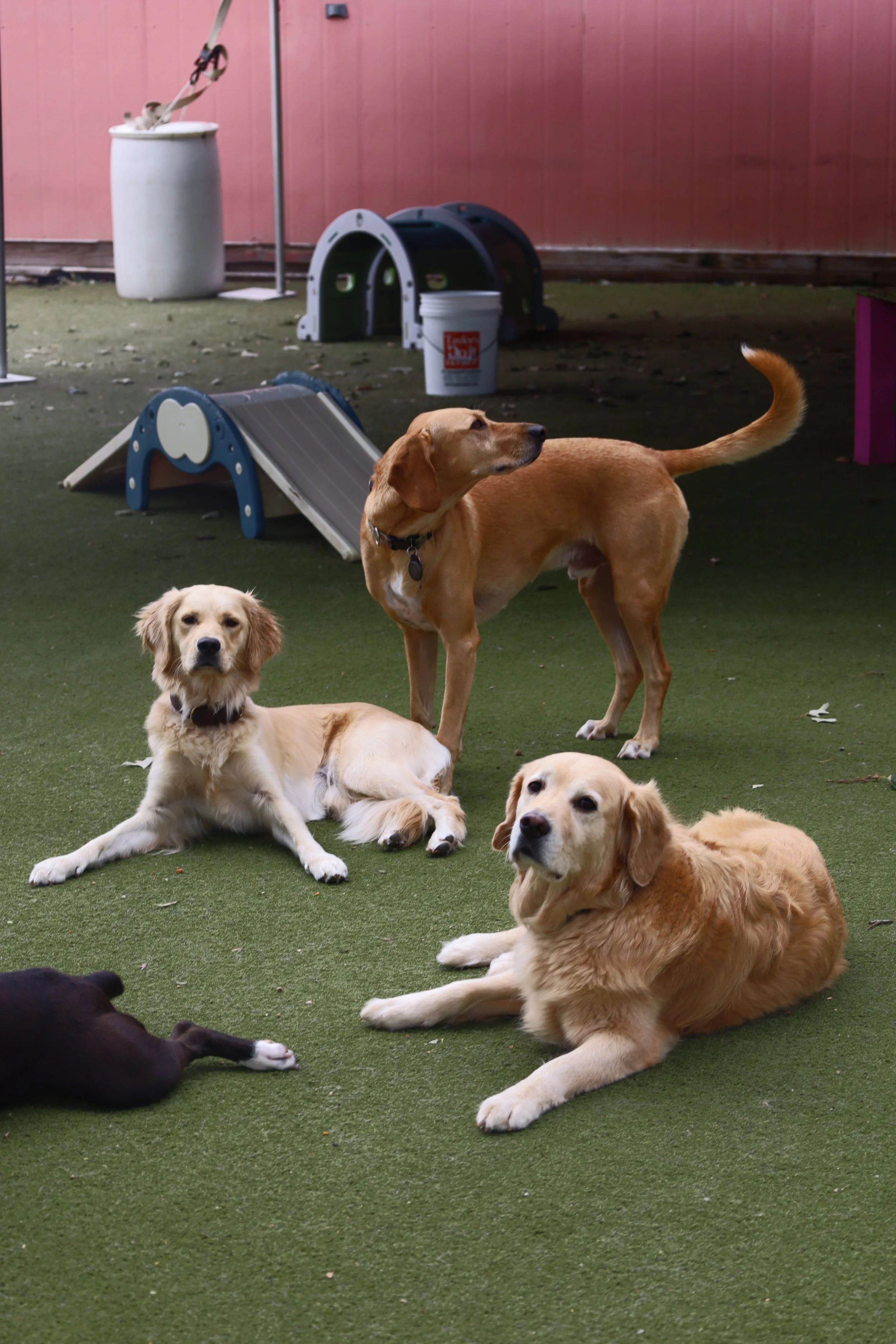 Multiple dogs resting on artificial grass outdoors, some lying down and one standing, with a pink wooden fence, a white bucket, a small slide, and some dog agility equipment in the background.