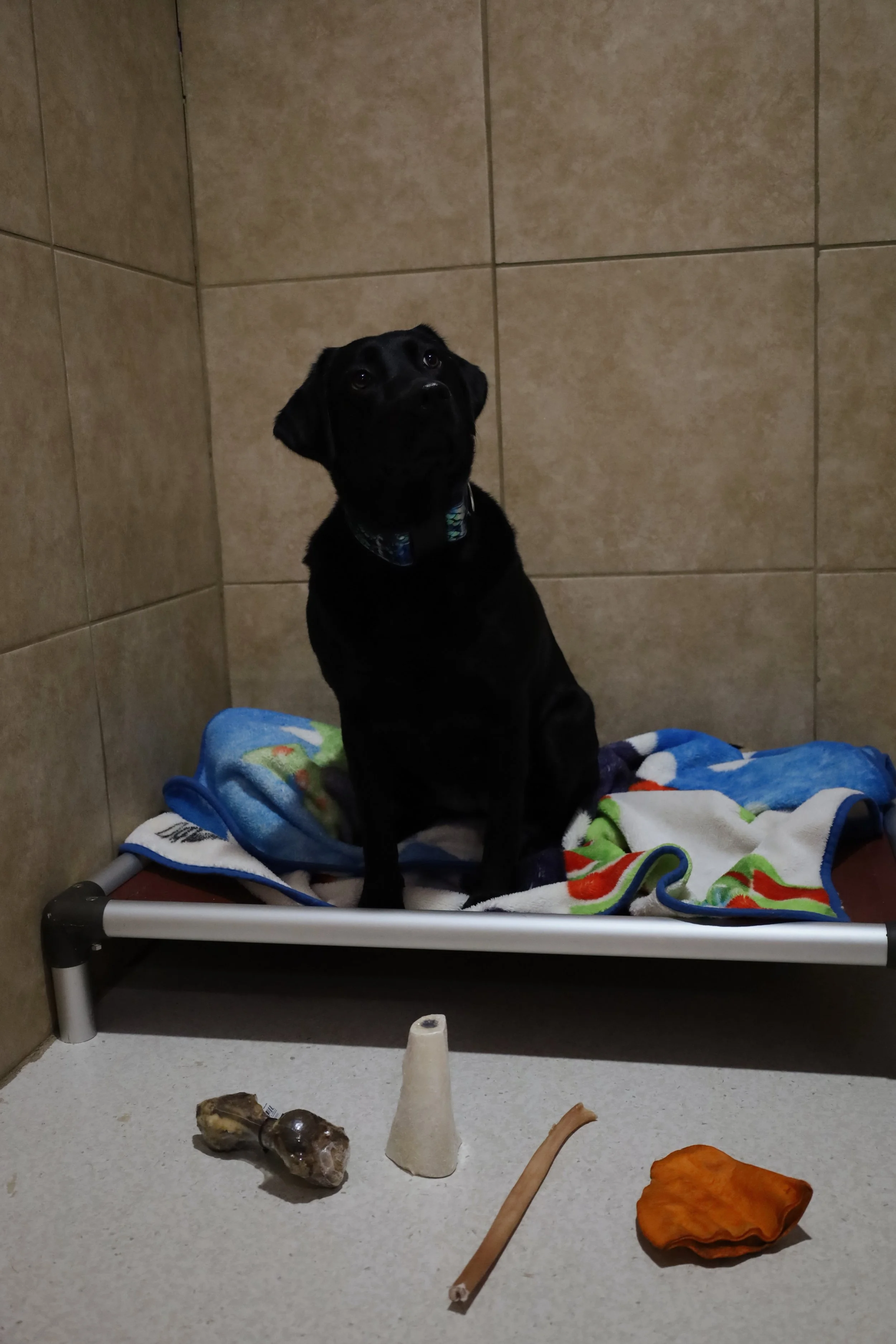 A black dog sitting on a bed with colorful blankets in a tiled room. On the bed, there are some objects, including a bone, a piece of orange material, a small cup, and a long thin stick.