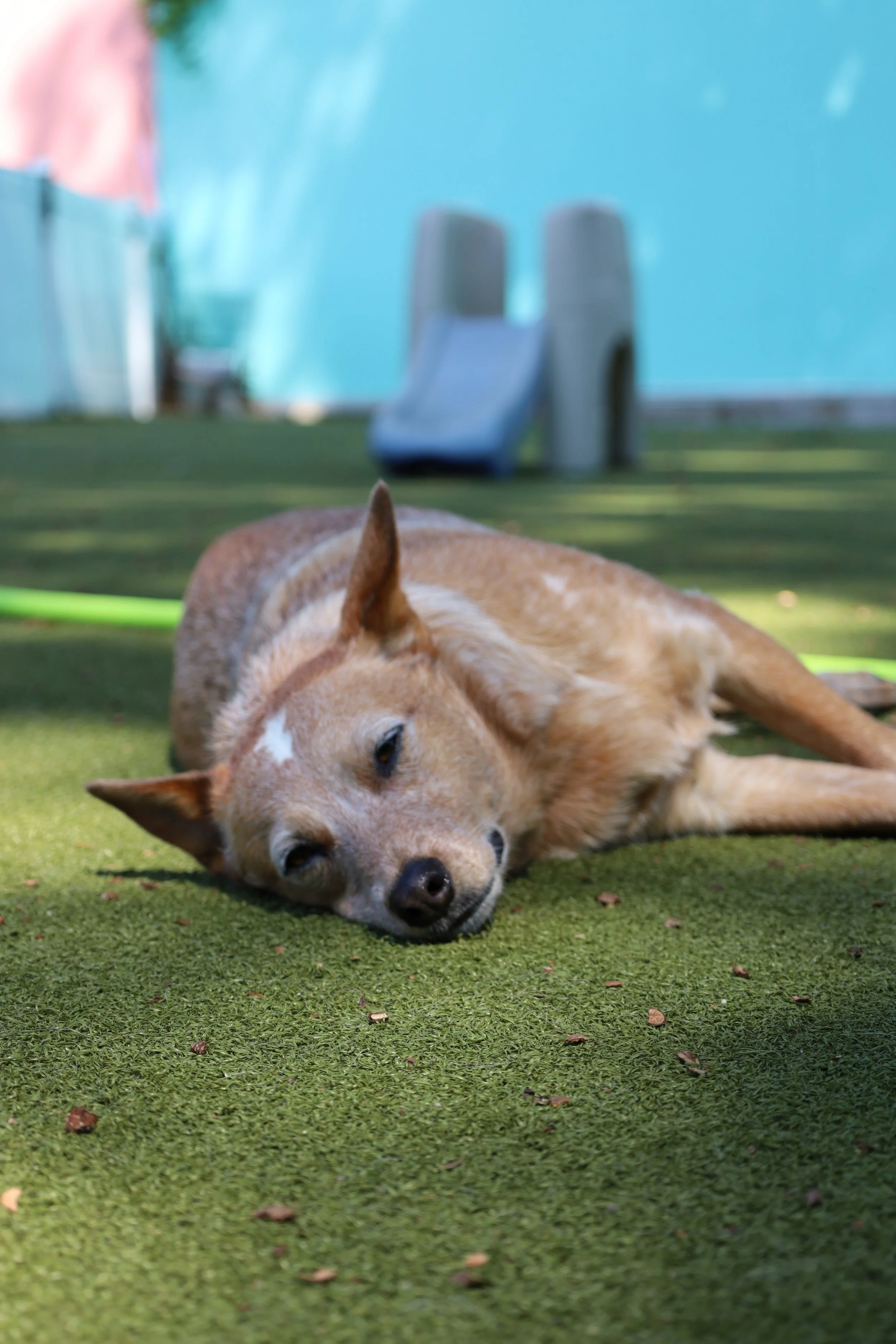 A tan and white dog lying down on green grass with eyes closed.