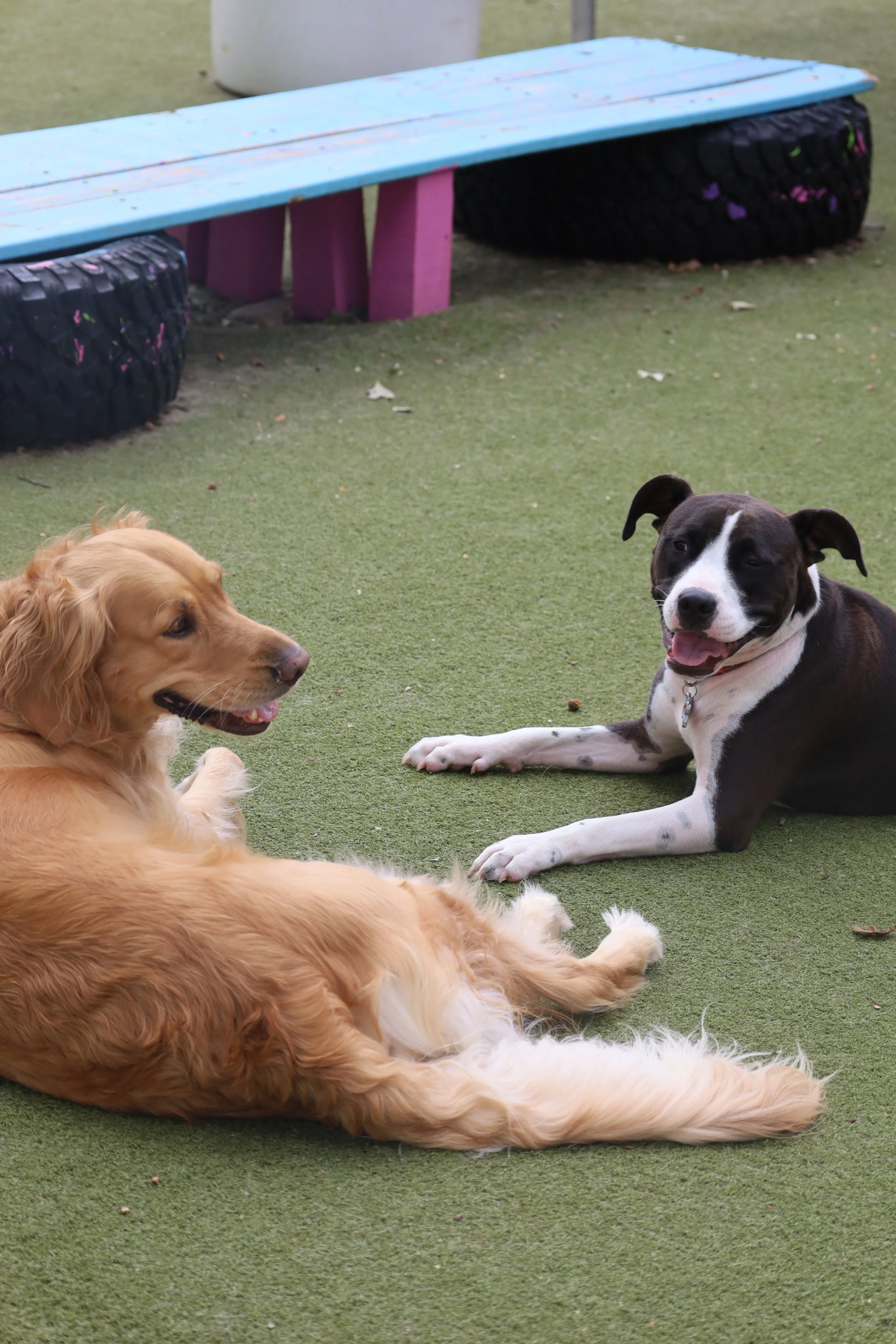 Two dogs, one with golden fur and the other with black and white fur, lying on a green grassy surface near a colorful park bench.