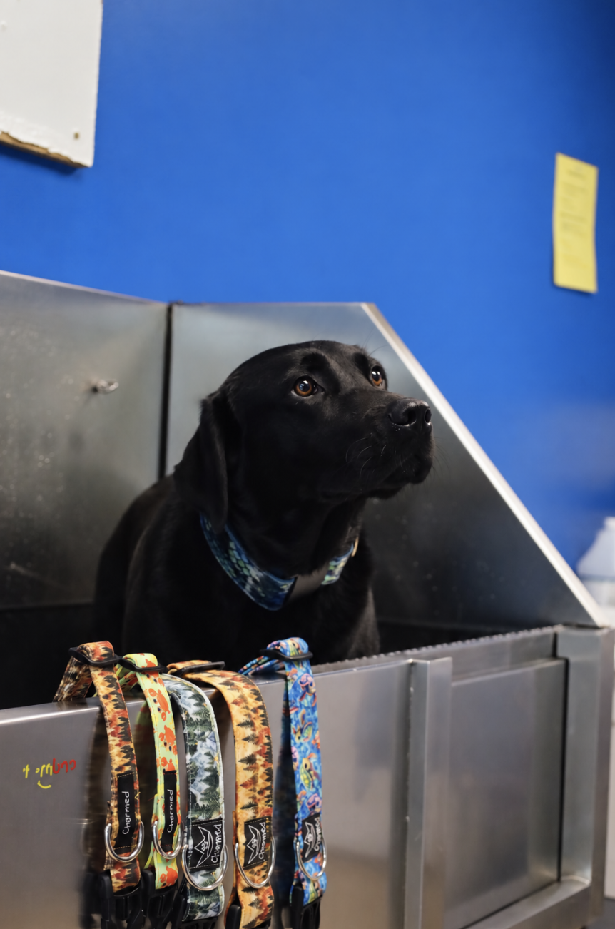 Black dog wearing a colorful collar, sitting behind a metal counter with four patterned dog collars hanging on the front edge, against a blue wall with a yellow sticky note.