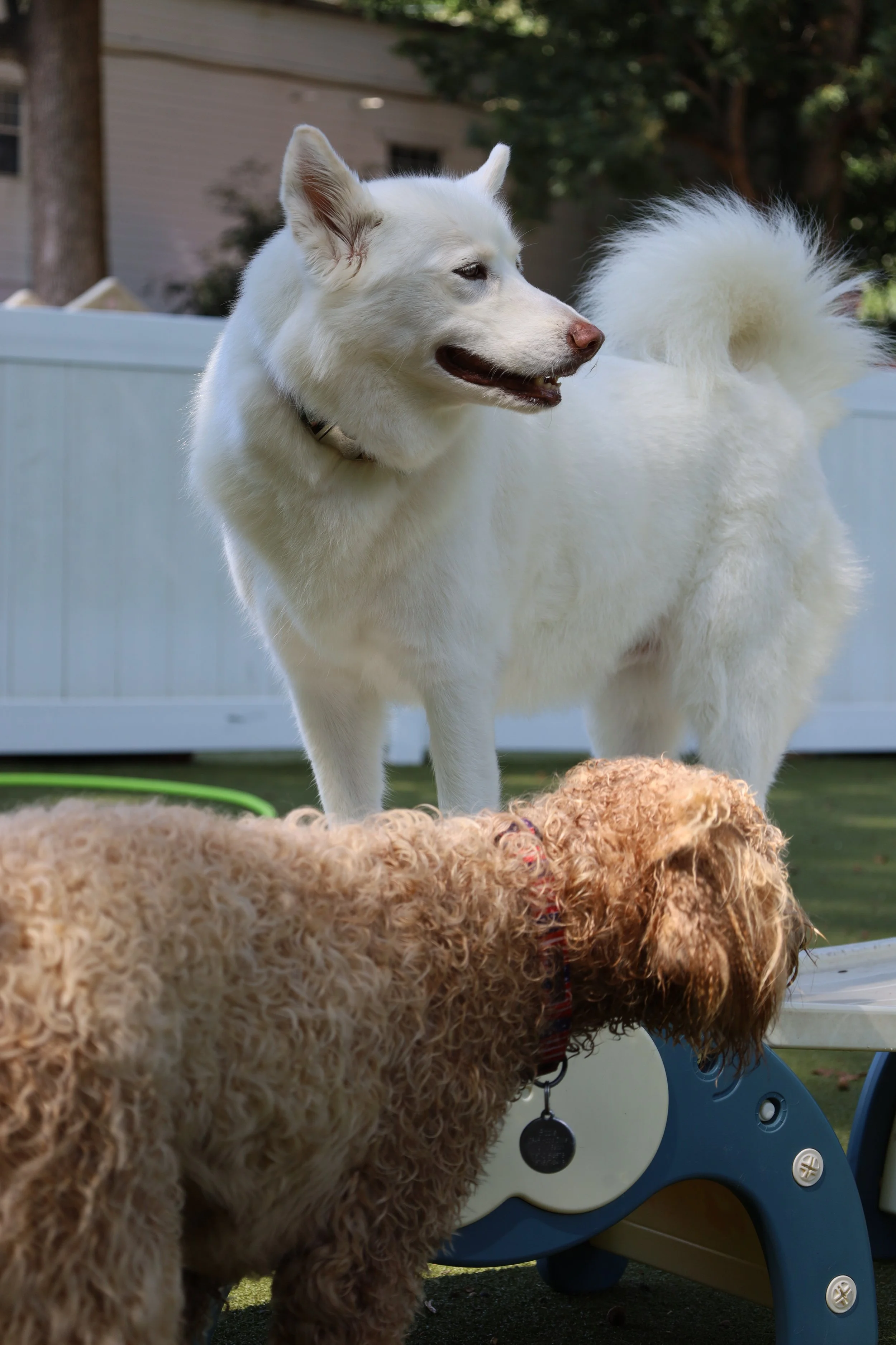 A white dog with blue eyes standing next to two curly-haired dogs, in a yard with a white fence and trees in the background