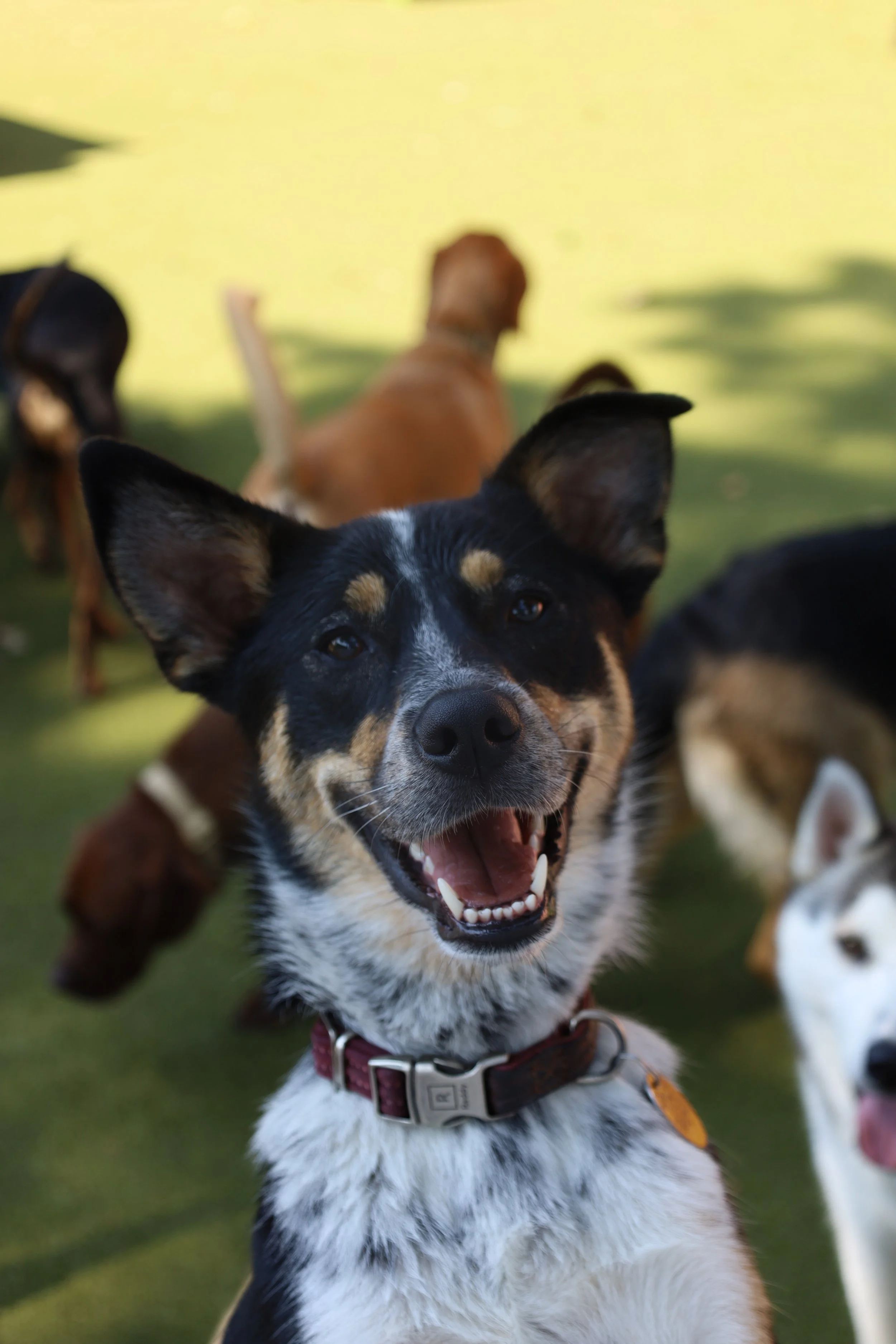 Close-up of a happy black and tan dog with white markings on its face and chest, wearing a red collar, in a grassy outdoor area with blurred dogs in the background.