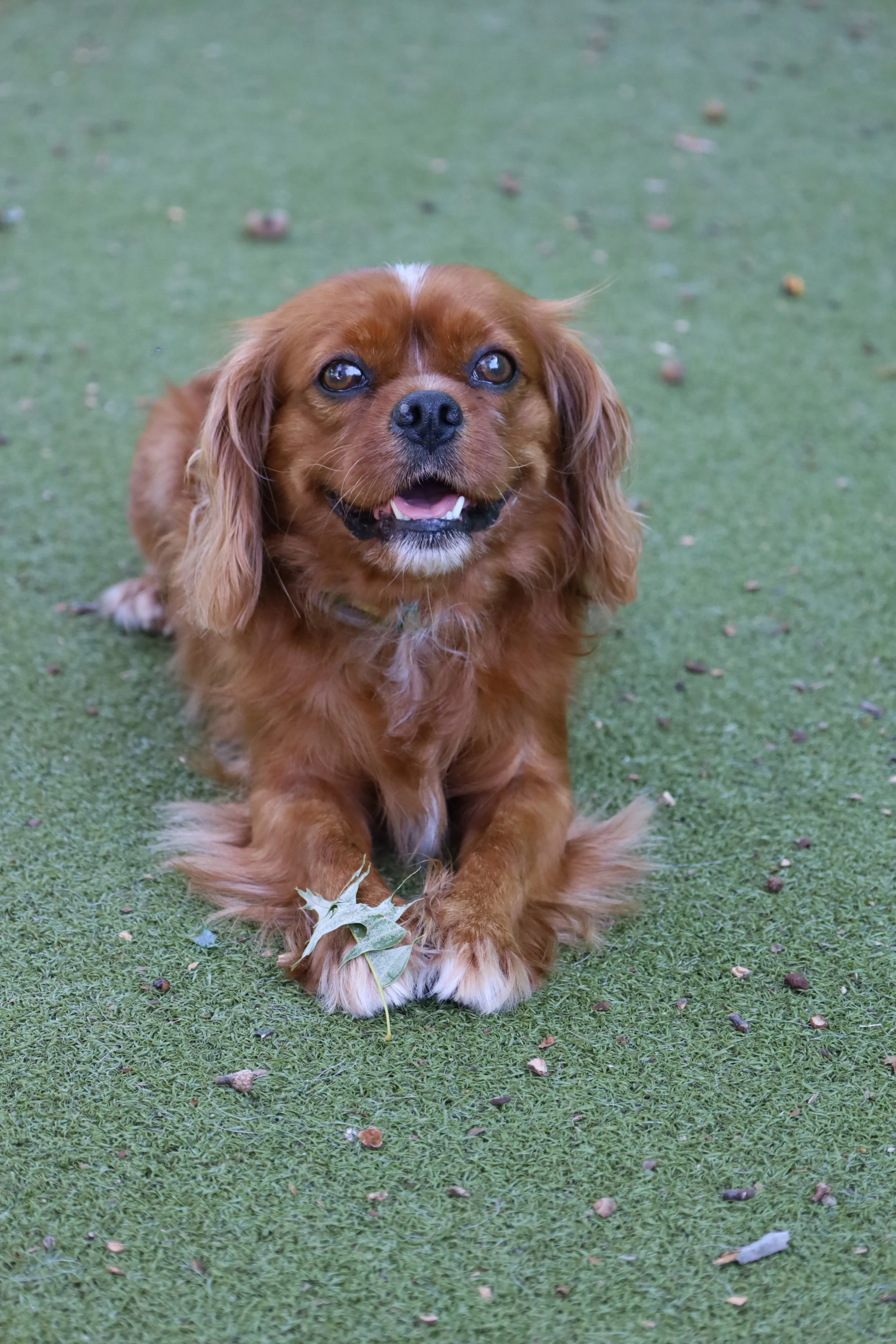 A brown dog with long ears and a happy expression sitting on green grass with scattered leaves.