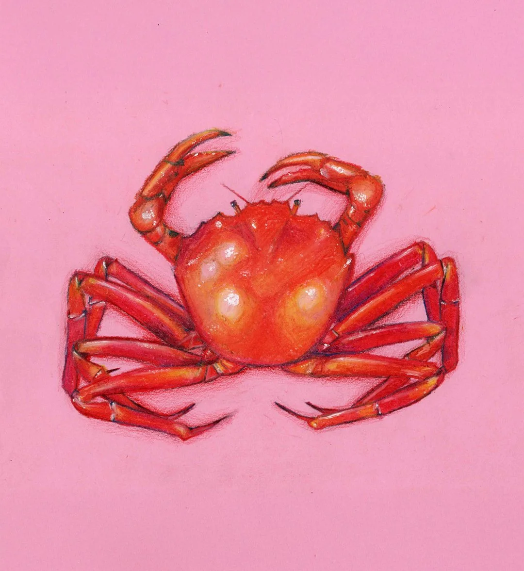 Colourful illustration of a crab with an exaggerated heart-shaped body on a pink background.