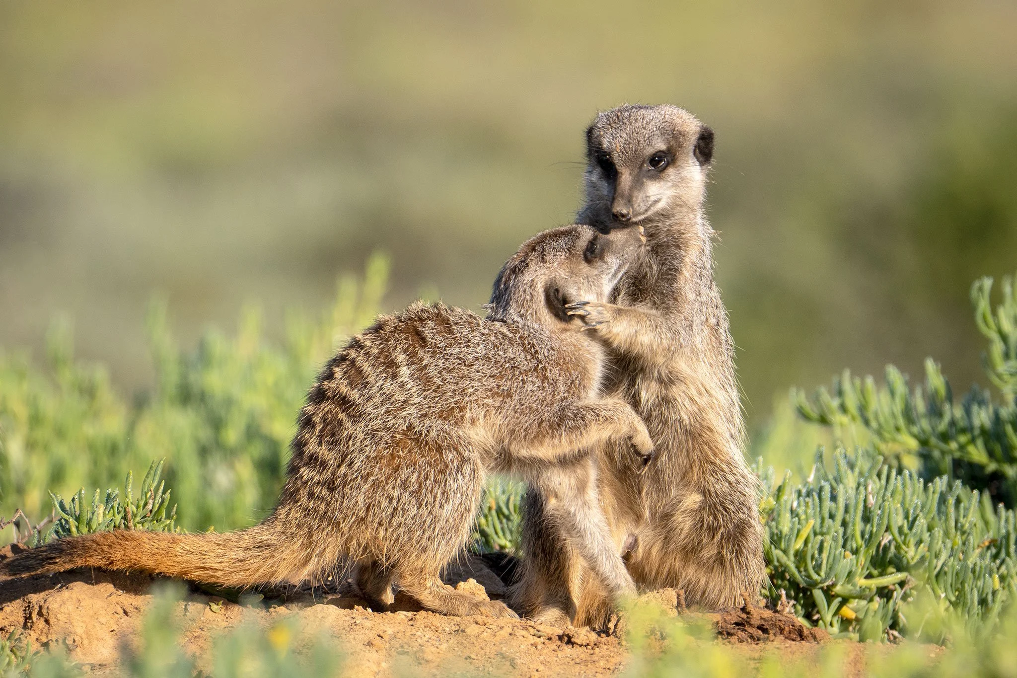 Meerkats, South Africa