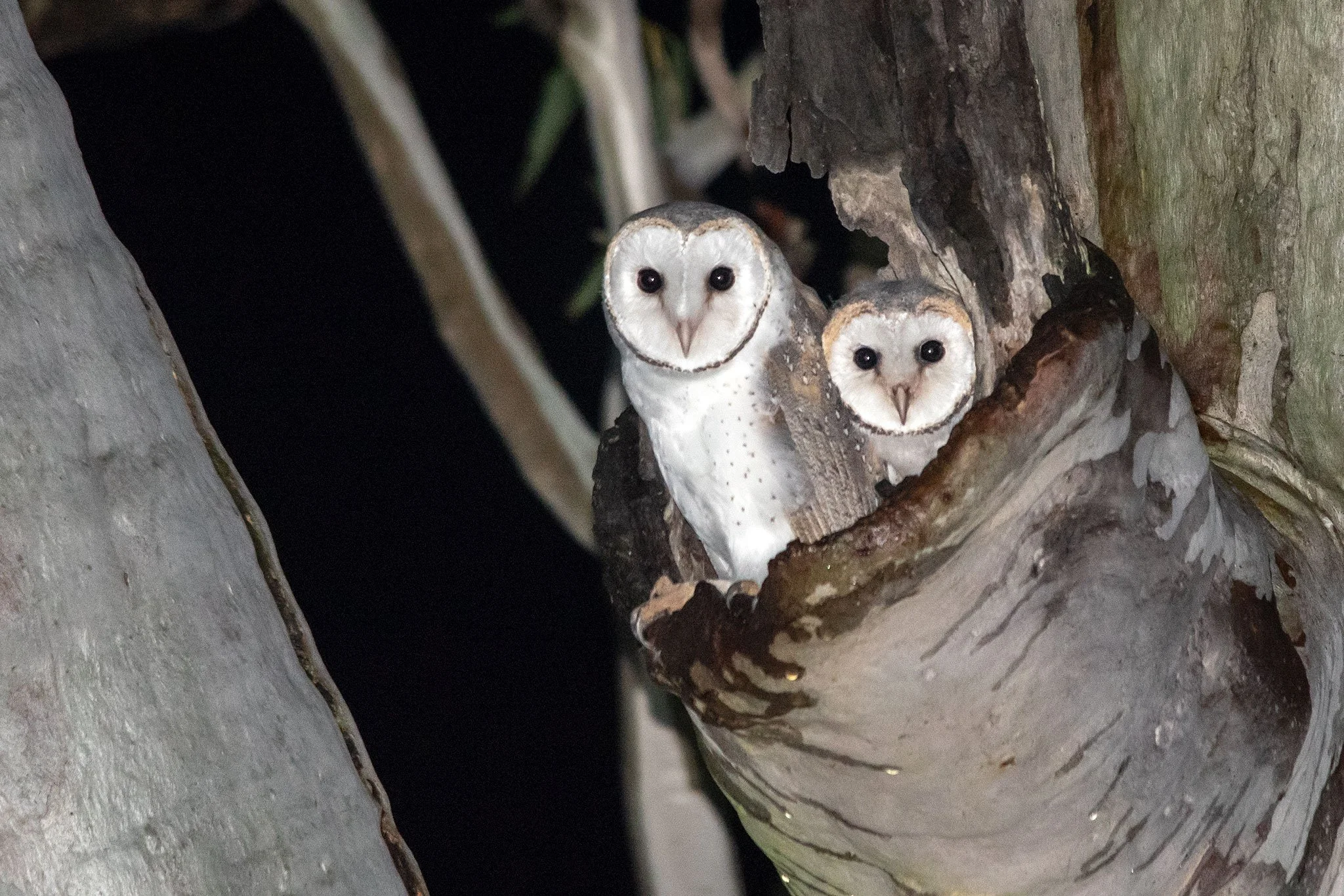Barn Owls, Mapleton, Qld