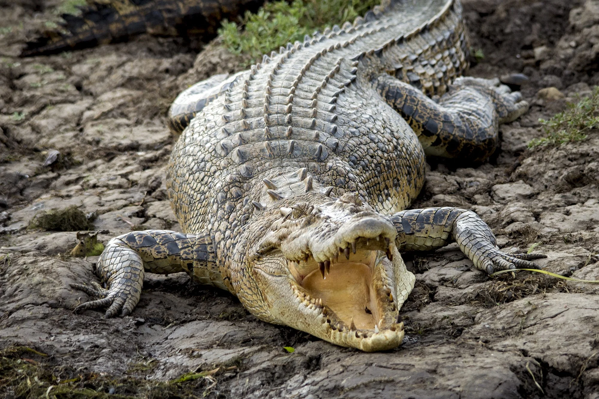 Crocodile, Kakadu National Park, NT