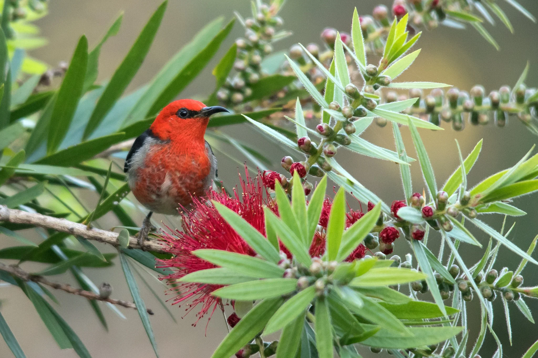 Scarlet Honeyeater, Maleny, Qld